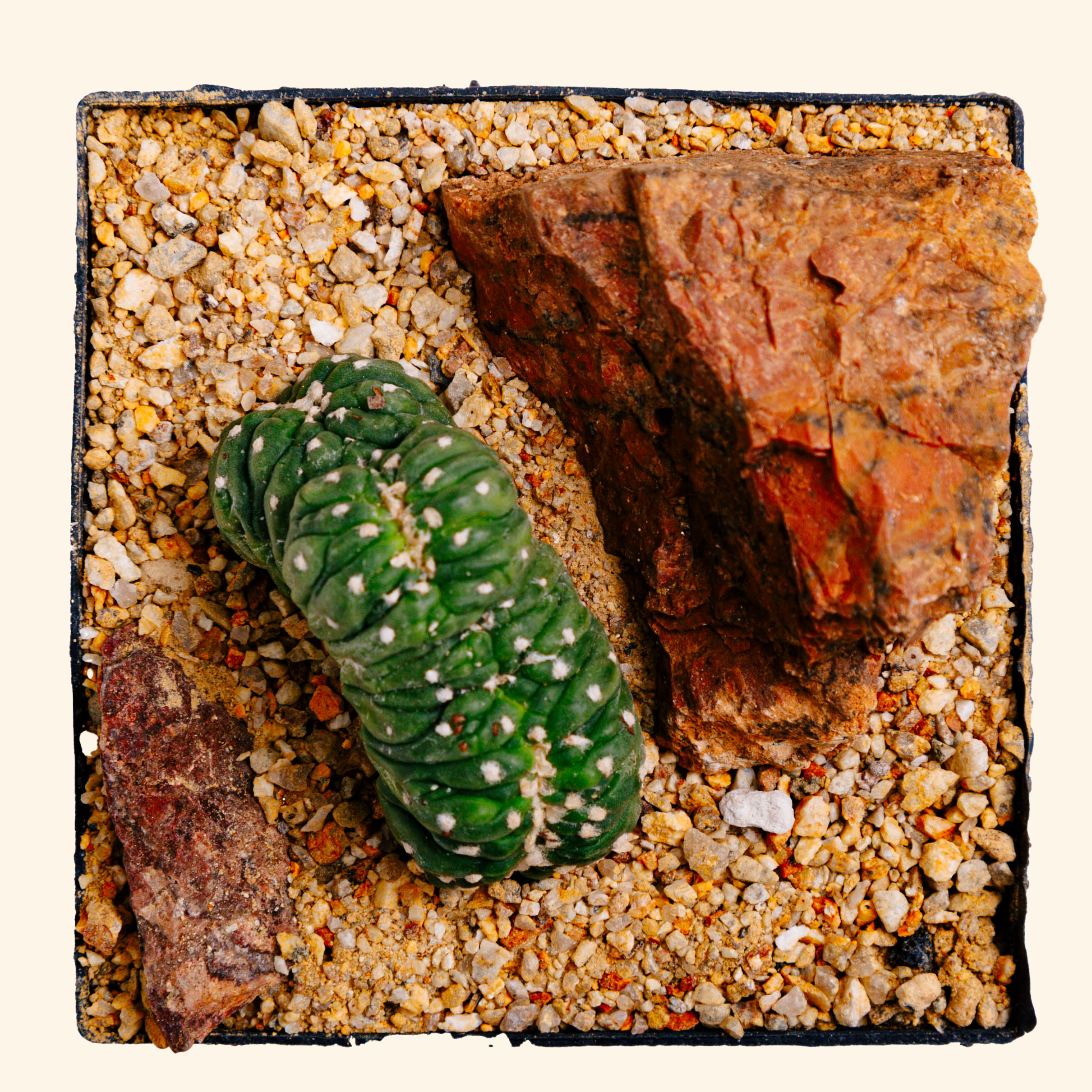 Astrophytum asterias cv. Kikko f. cristata – DRY HEAT WORLD