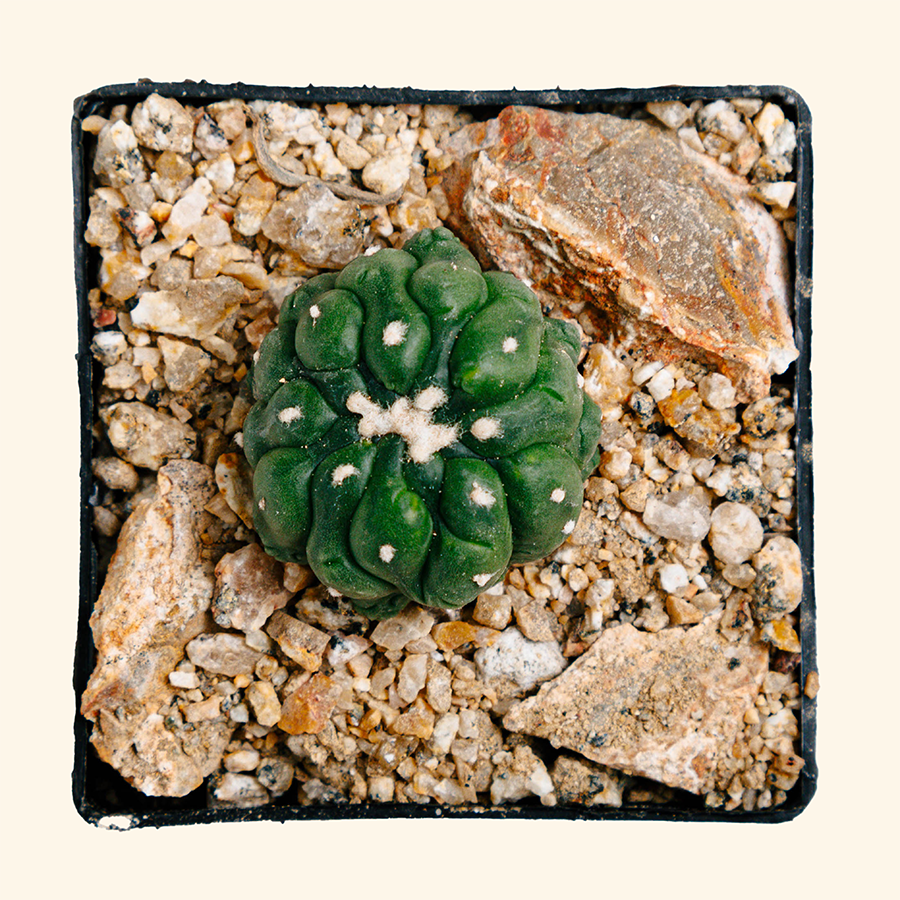 Astrophytum asterias cv. Kikko Lizard Skin – DRY HEAT WORLD