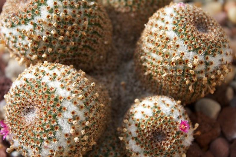 Mammillaria crucigera (flowering age)