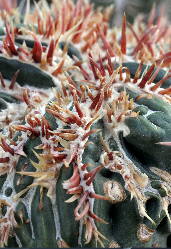 Echinocactus texensis cv. Anayami Monstr (Graft)