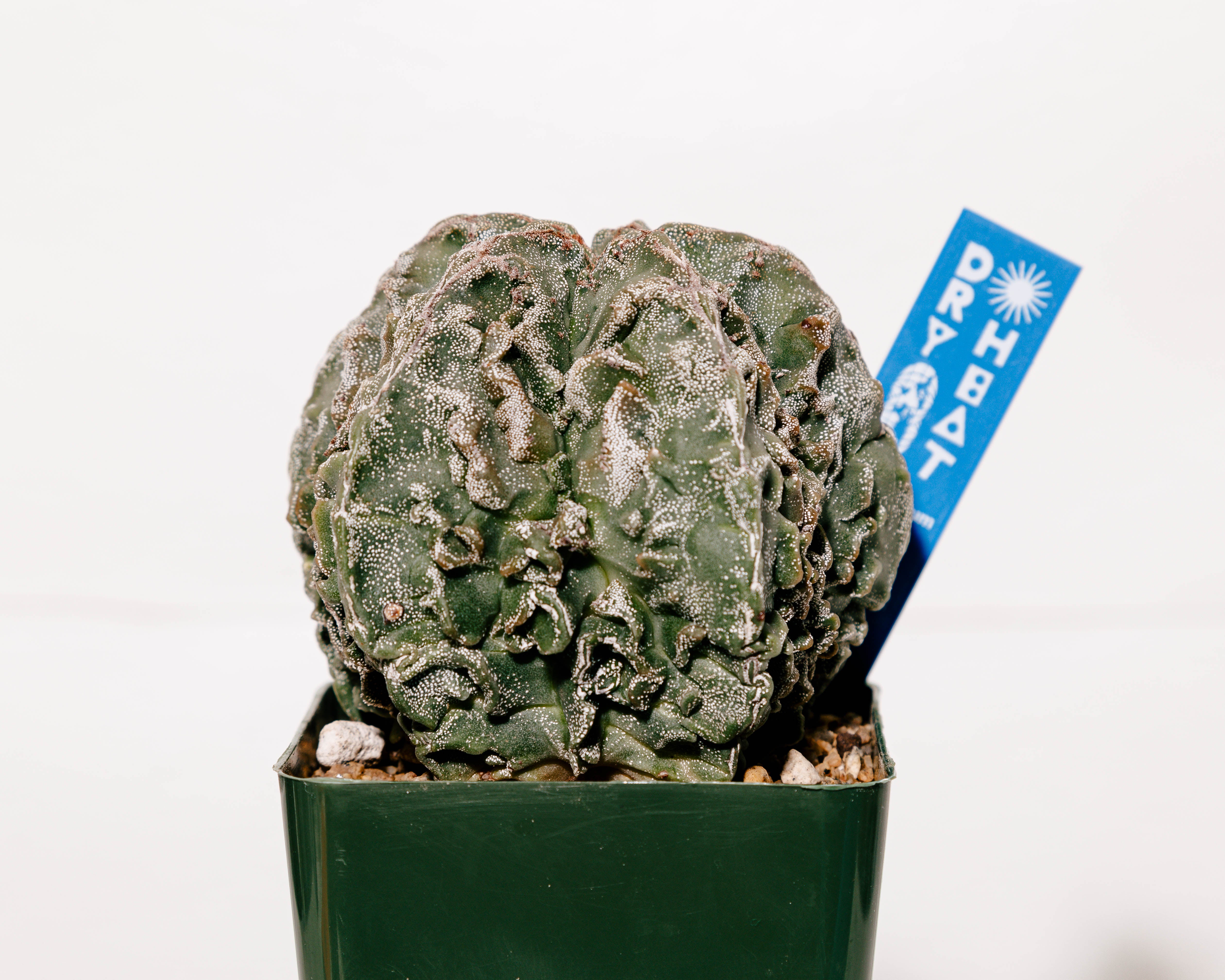 Astrophytum myriostigma cv. Fukuryu – DRY HEAT WORLD