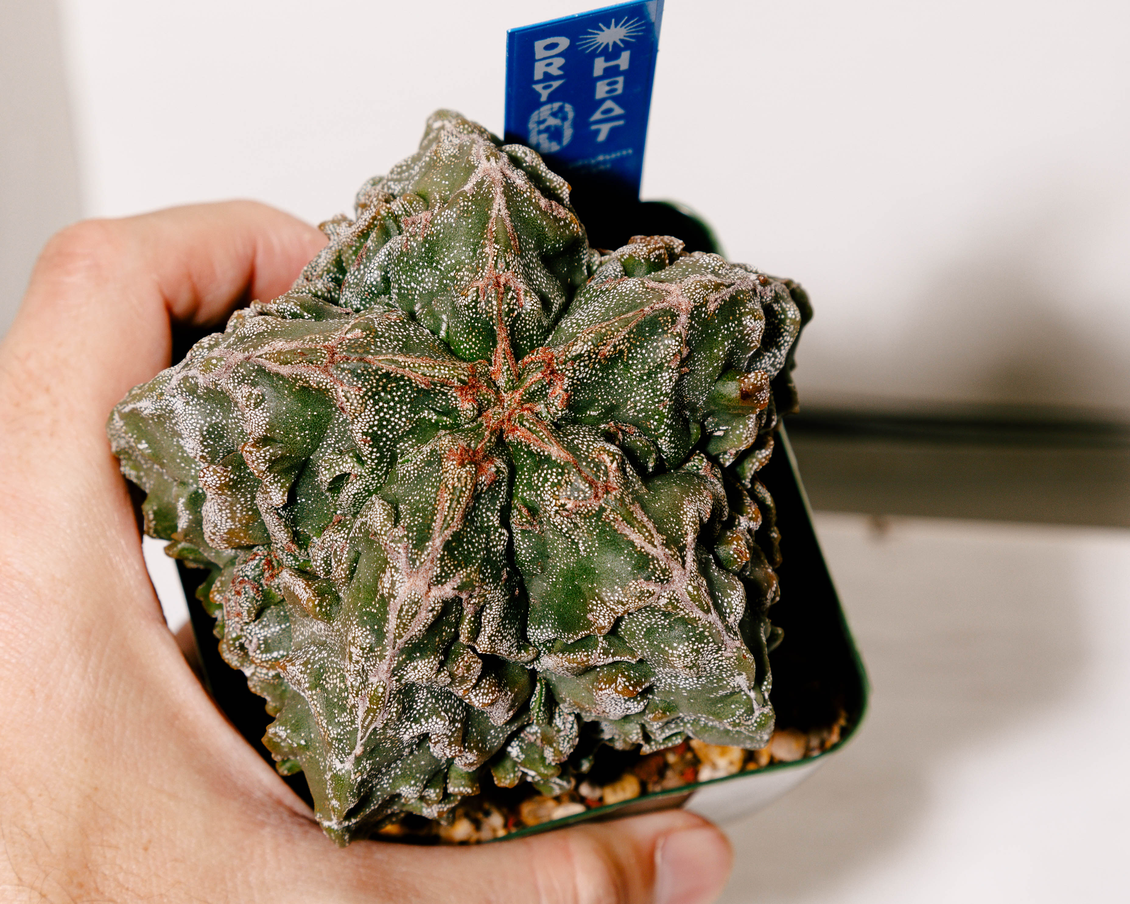 Astrophytum myriostigma cv. Fukuryu – DRY HEAT WORLD