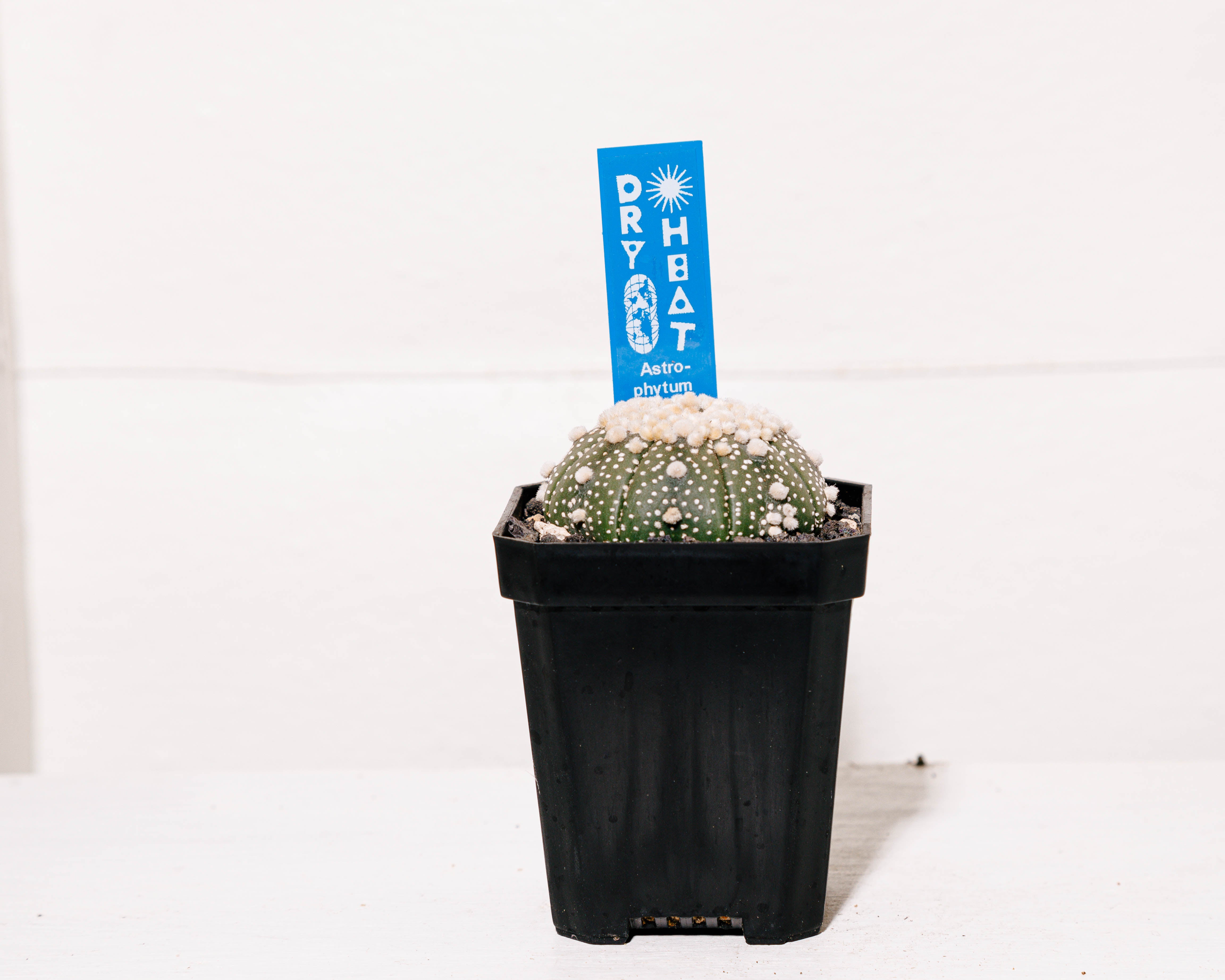Astrophytum asterias cv. Hanazono – DRY HEAT WORLD