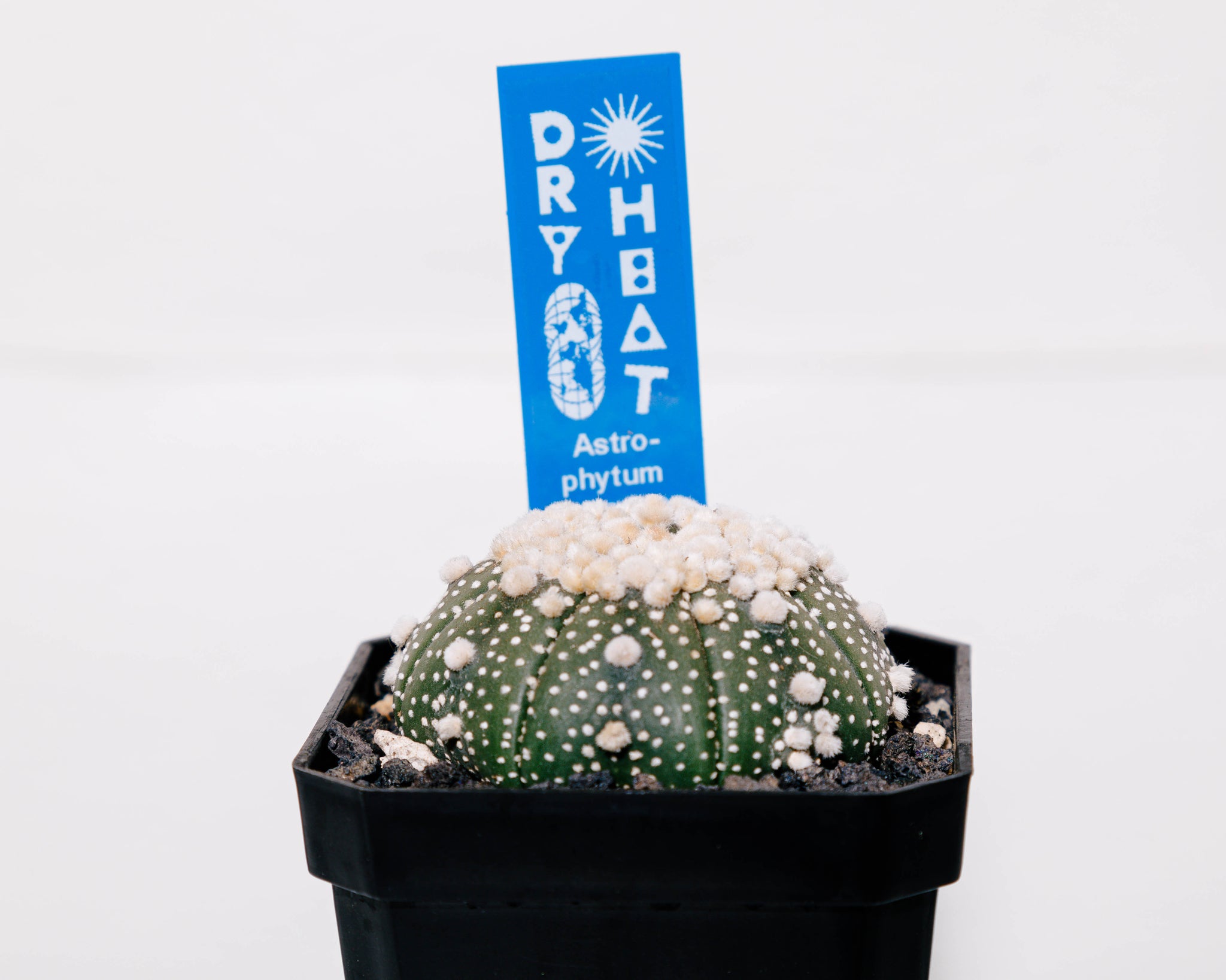 Astrophytum asterias cv. Hanazono