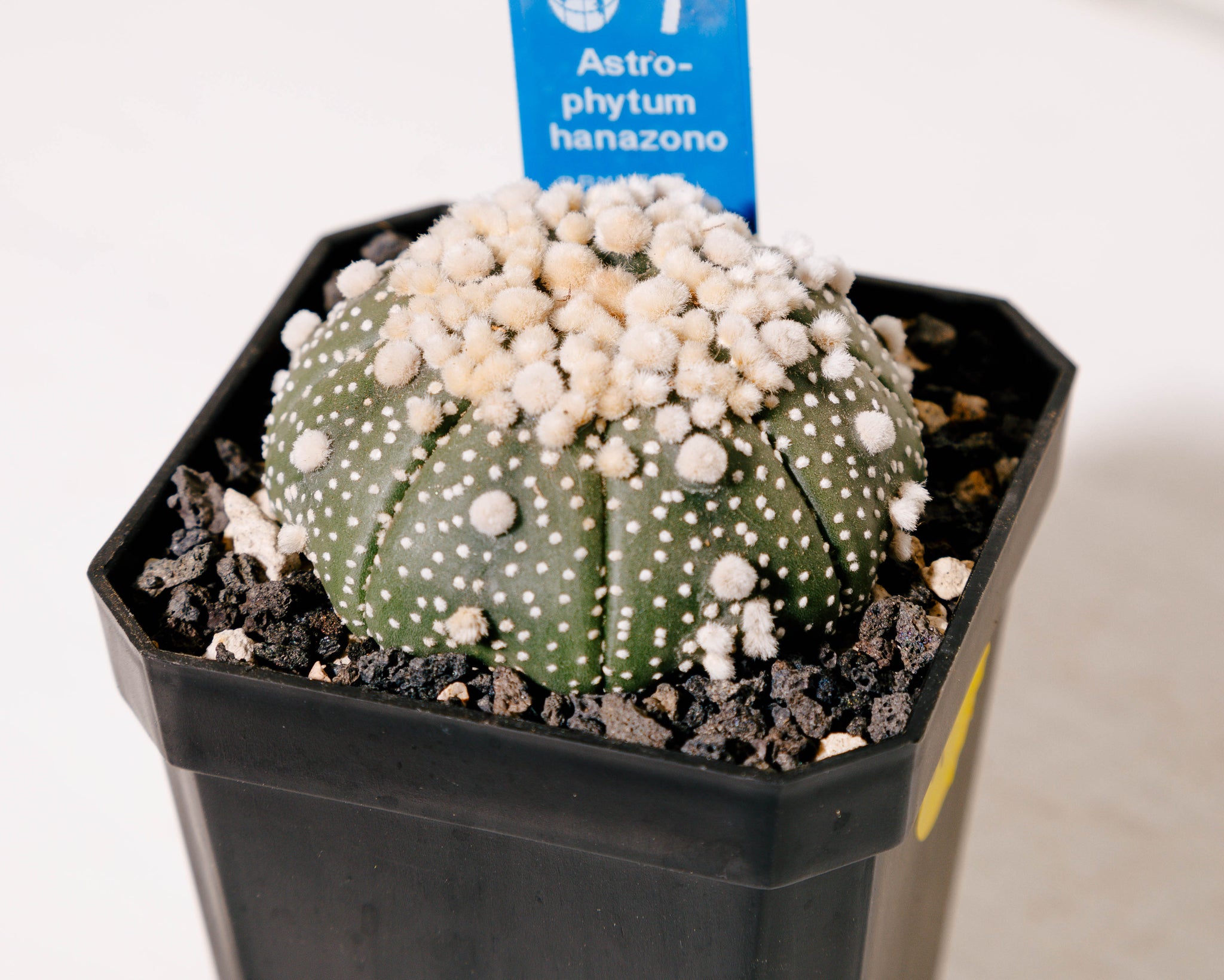 Astrophytum asterias cv. Hanazono
