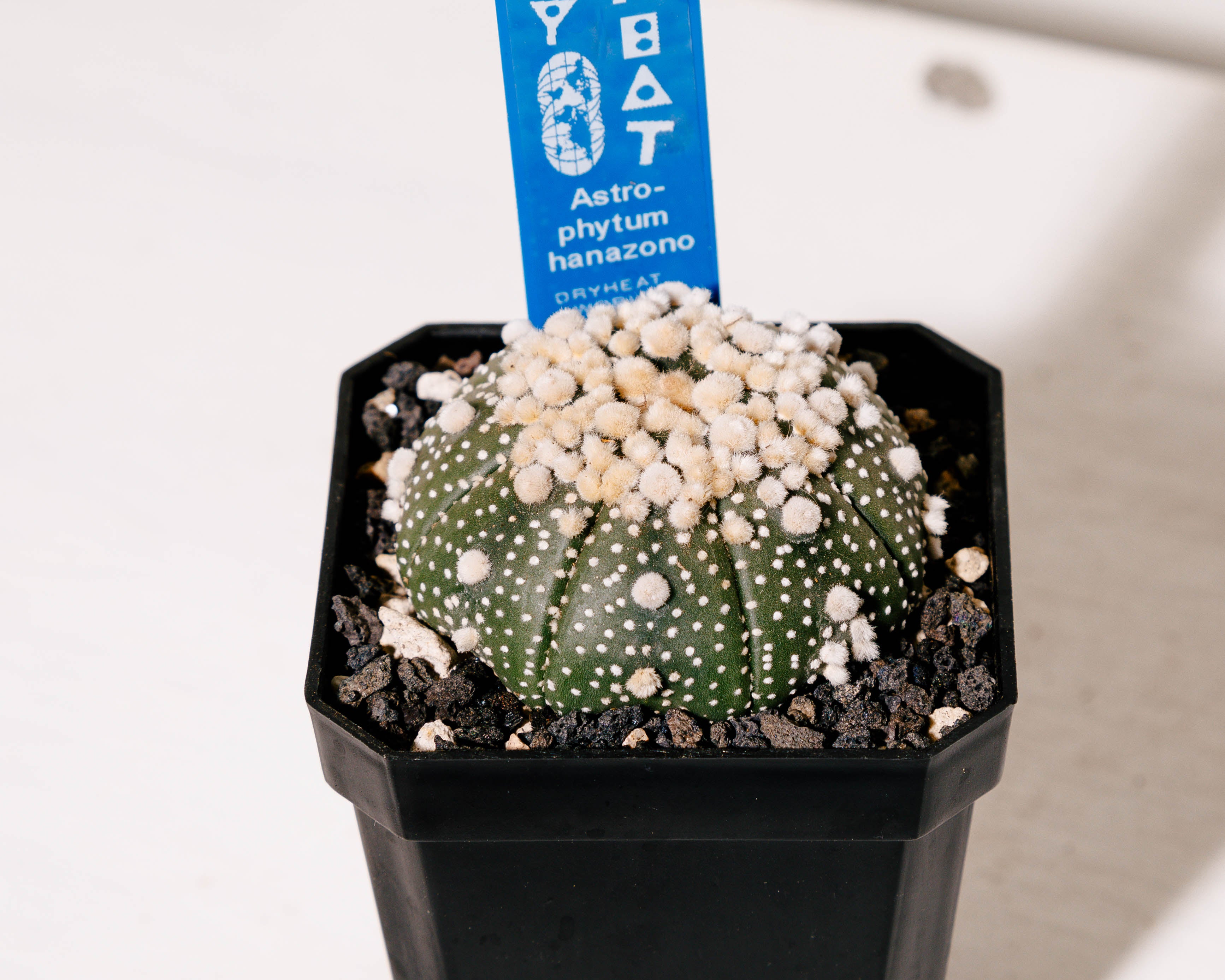 Astrophytum asterias cv. Hanazono  DRY HEAT WORLD