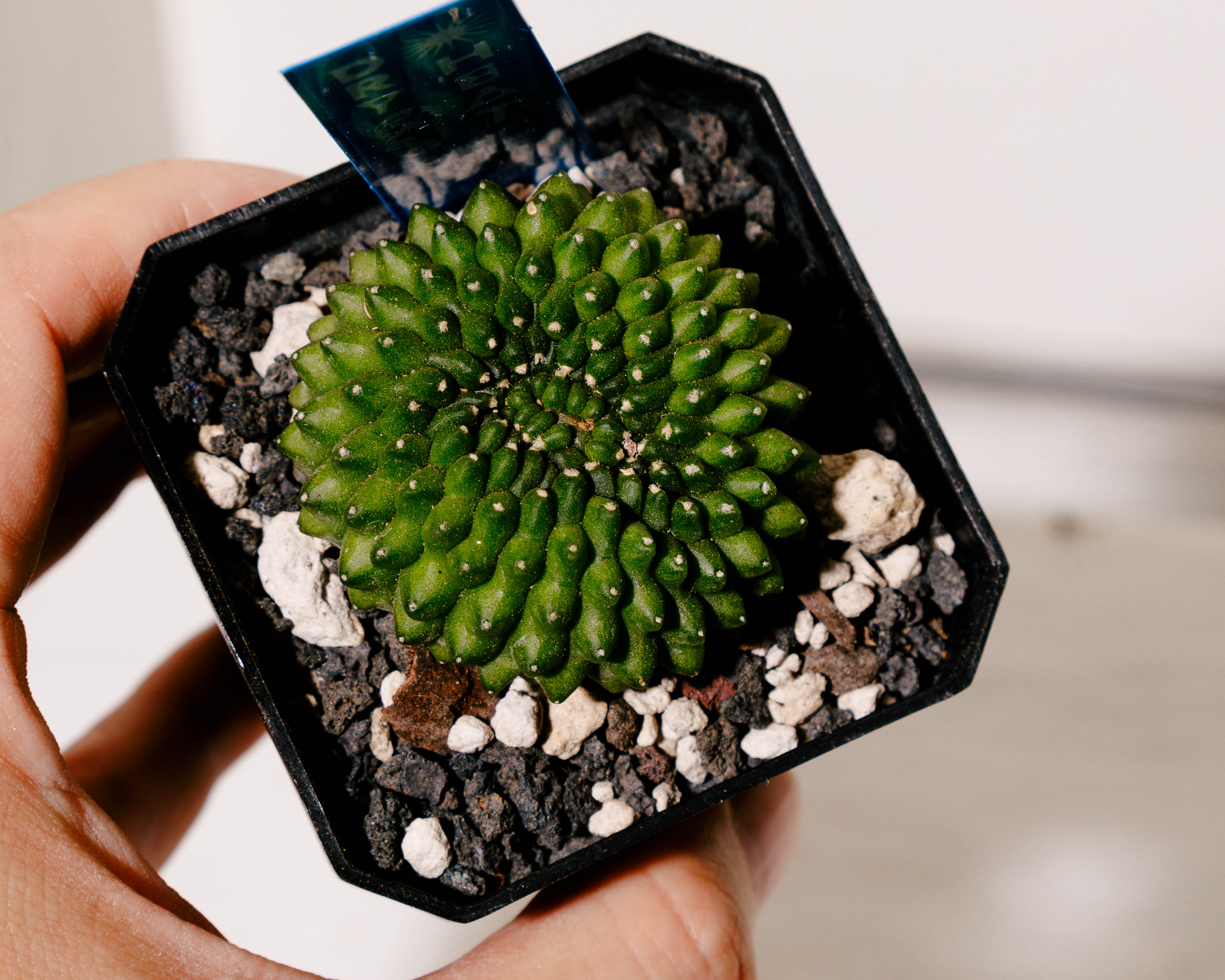 Gymnocalycium mihanovichii 'inermis' f. cristata – DRY HEAT WORLD
