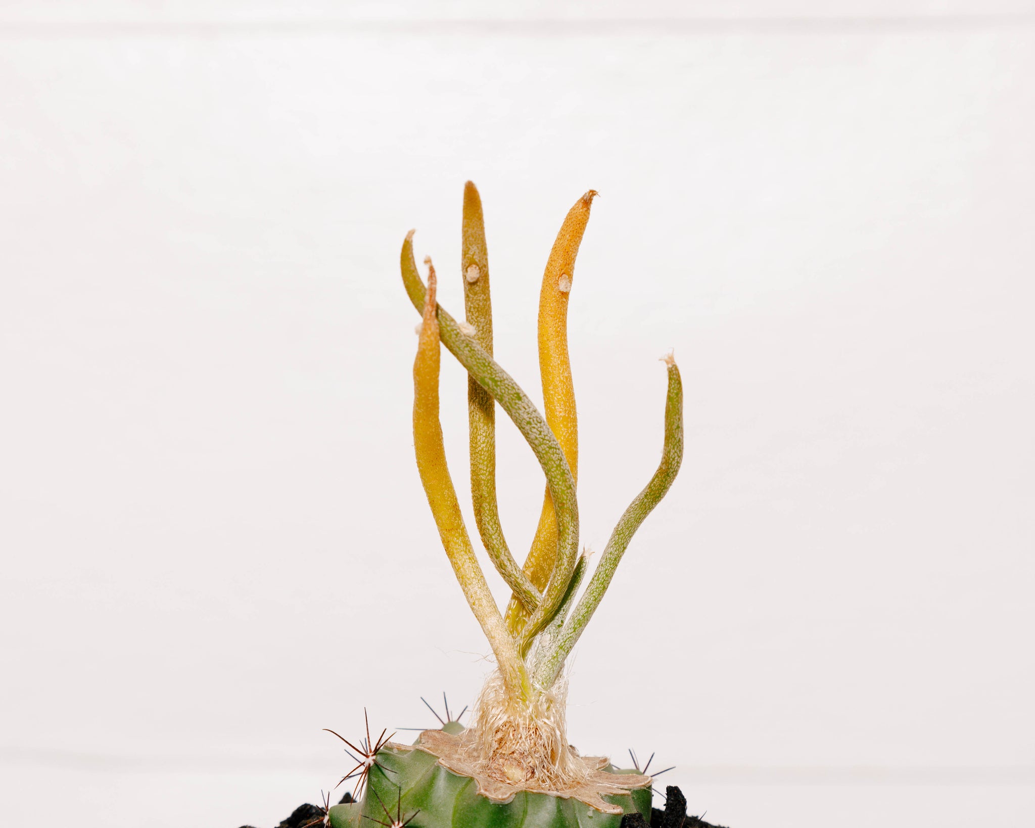 Astrophytum caput-medusae f. variegata