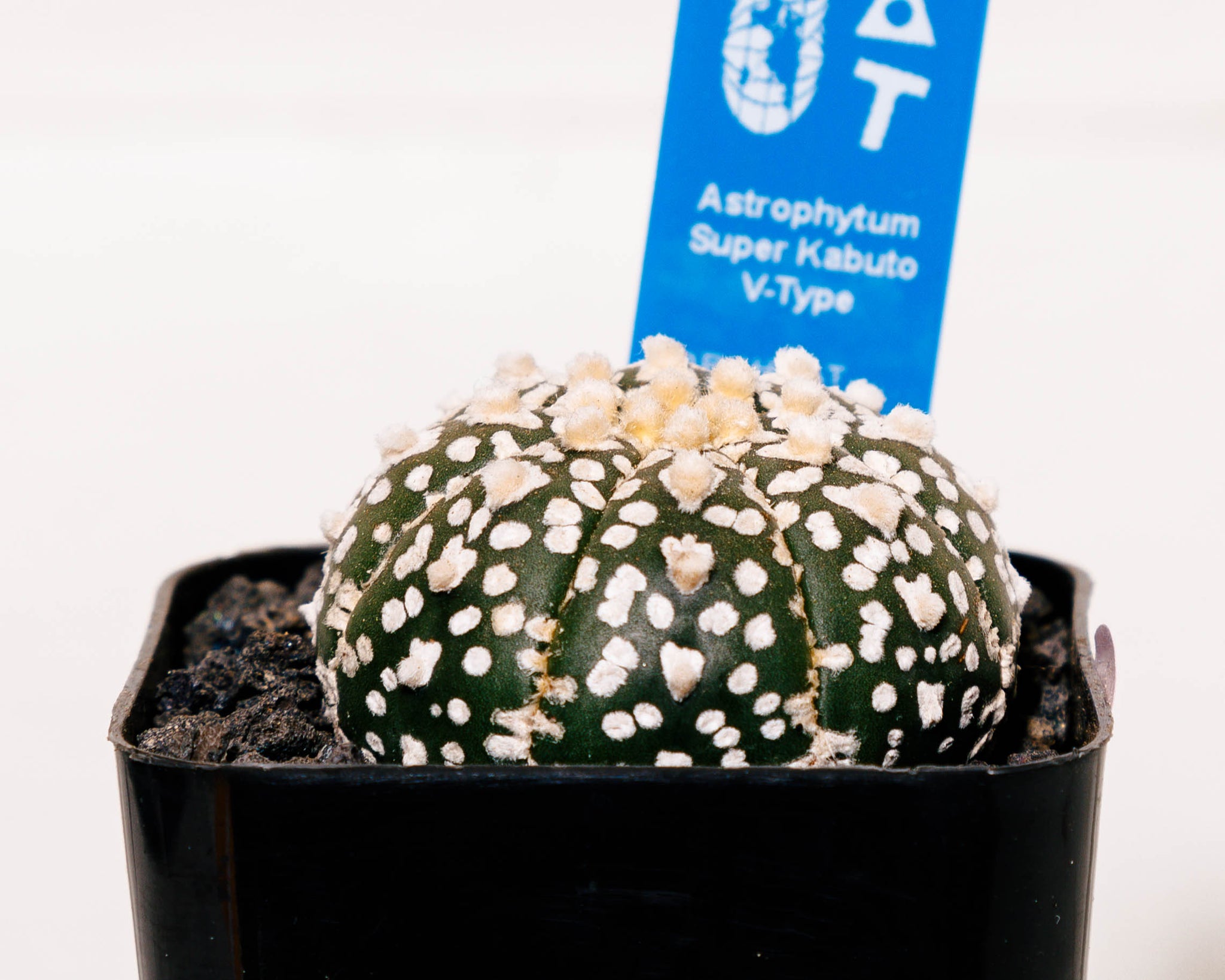 Astrophytum asterias cv. Super Kabuto V type