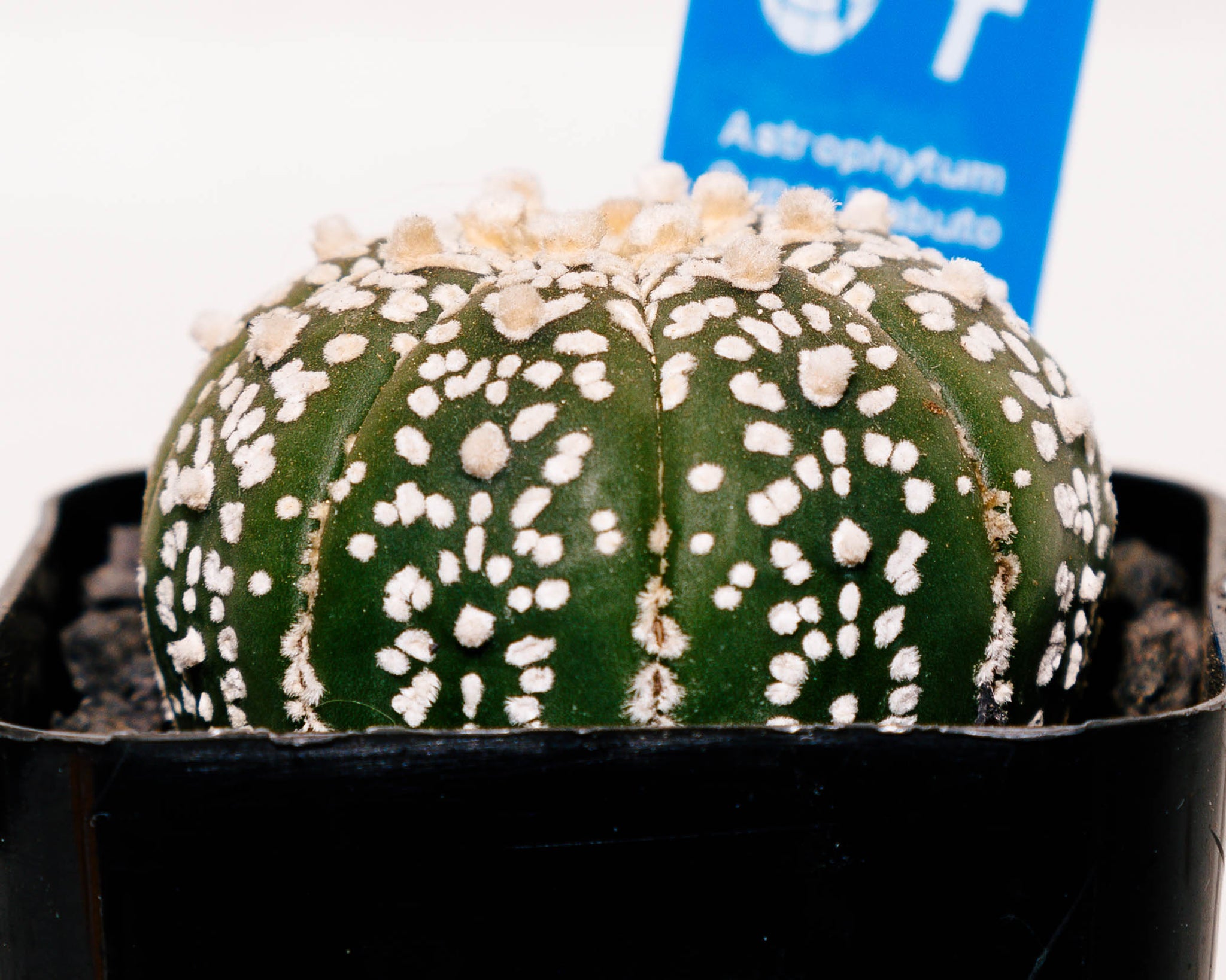 Astrophytum asterias cv. Super Kabuto V type