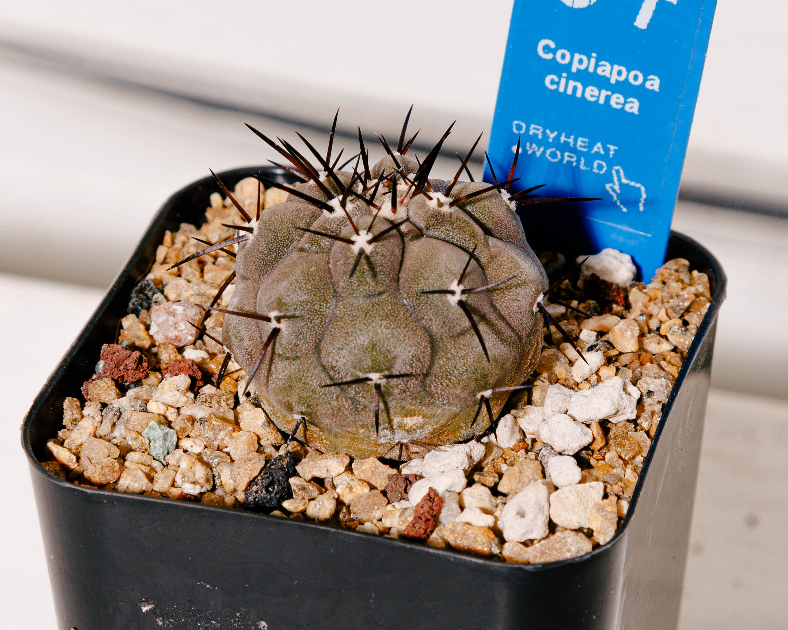 Copiapoa cinerea – DRY HEAT WORLD