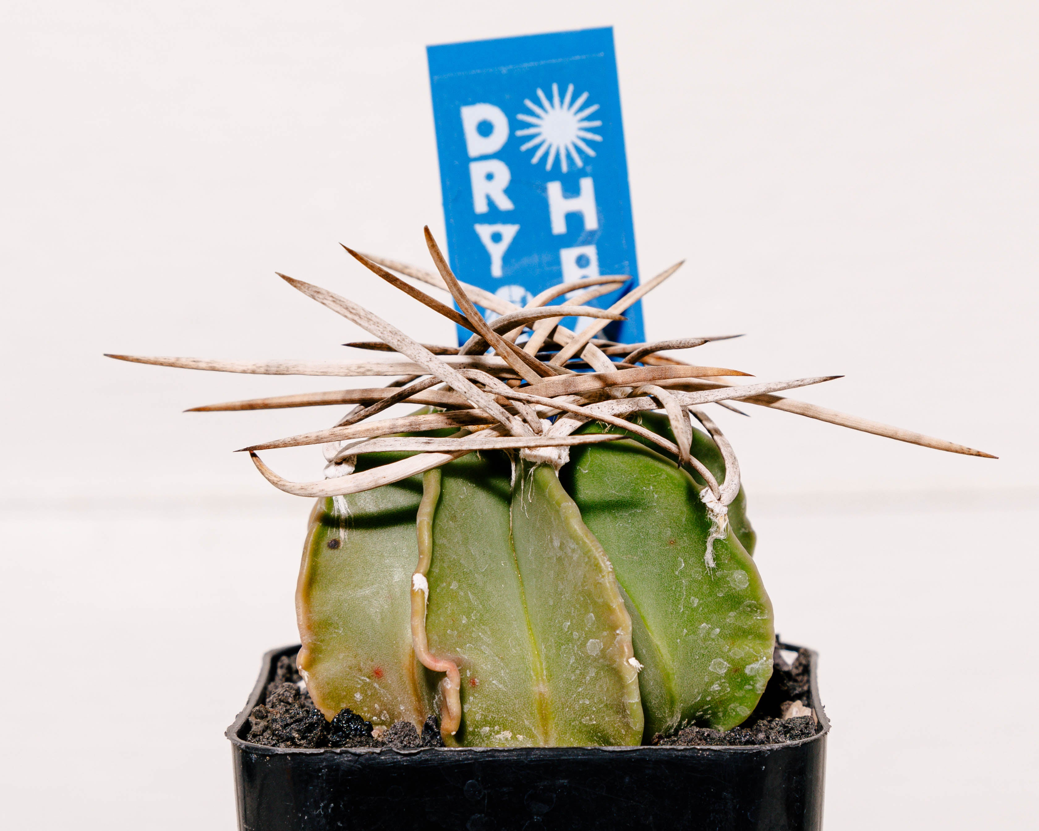 Astrophytum capricorne ssp. crassispinum cv. Taiho-gyoku (Buffalo Spin –  DRY HEAT WORLD
