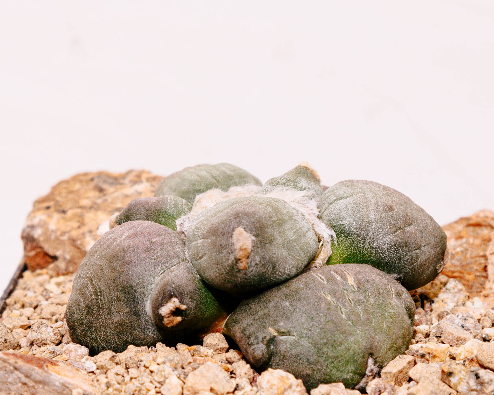 Ariocarpus cv. Maruibo Trifinger (Mituibo)