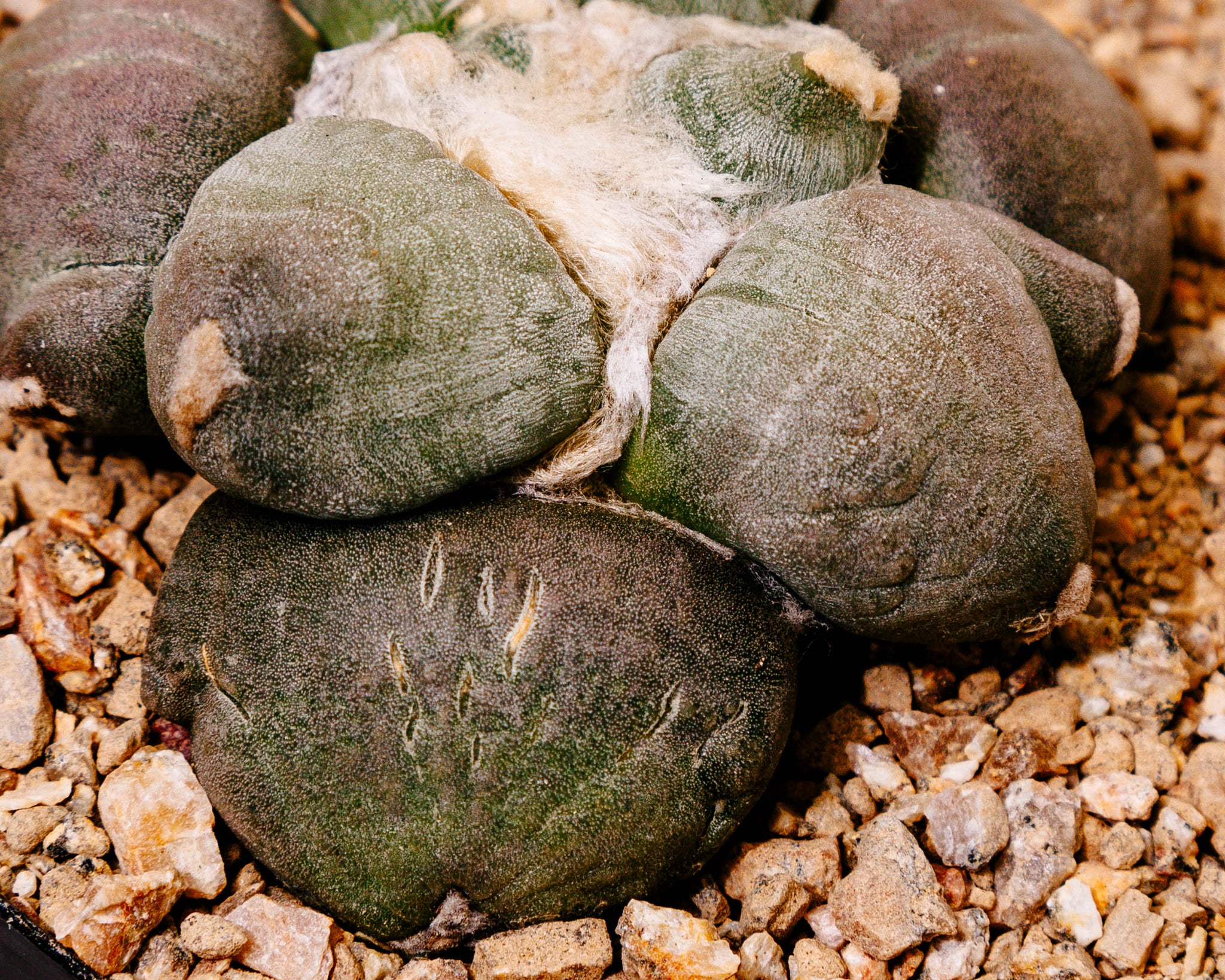 Ariocarpus cv. Maruibo Trifinger (Mituibo)