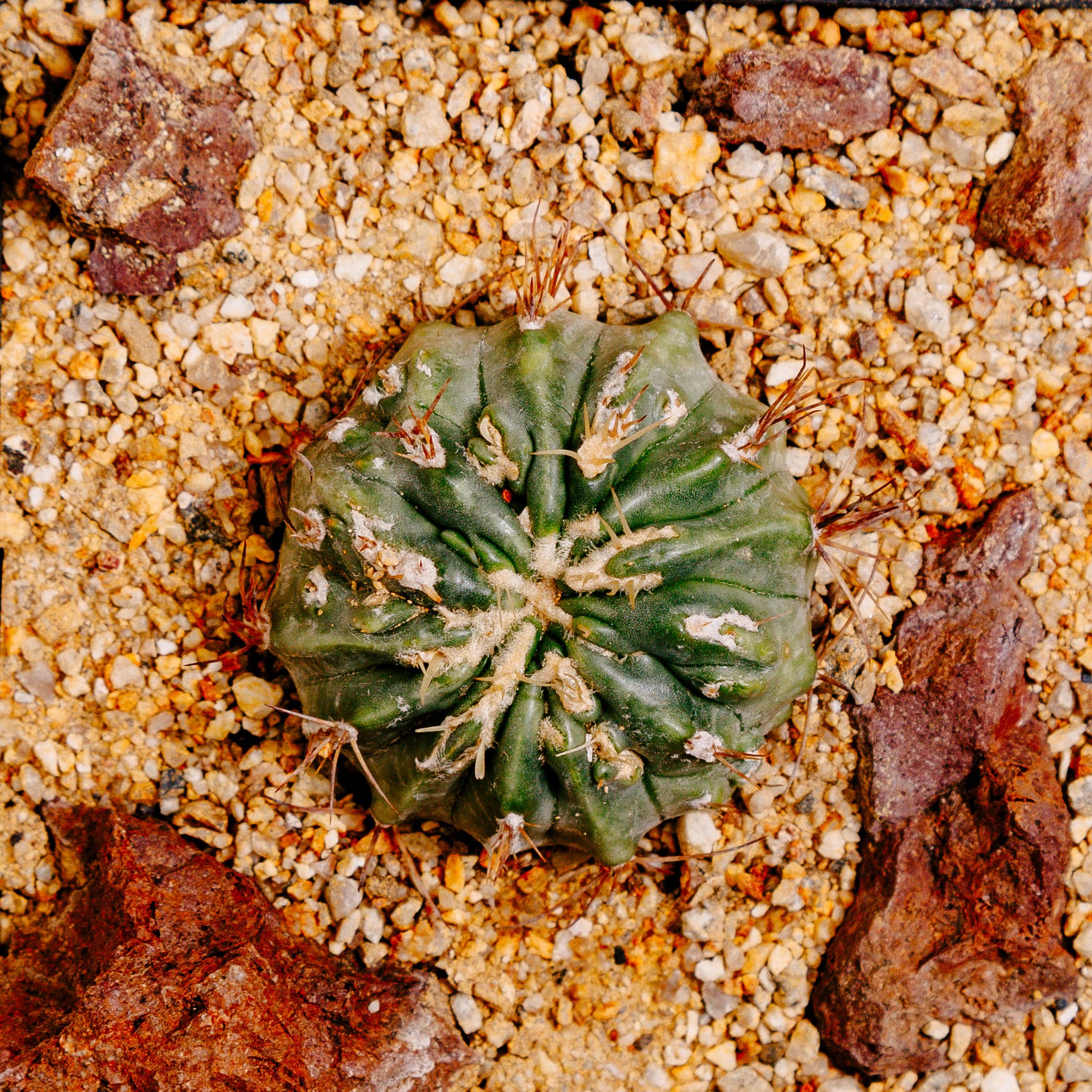 Echinocactus texensis cv. Anayami Monstr (OWN ROOTS)