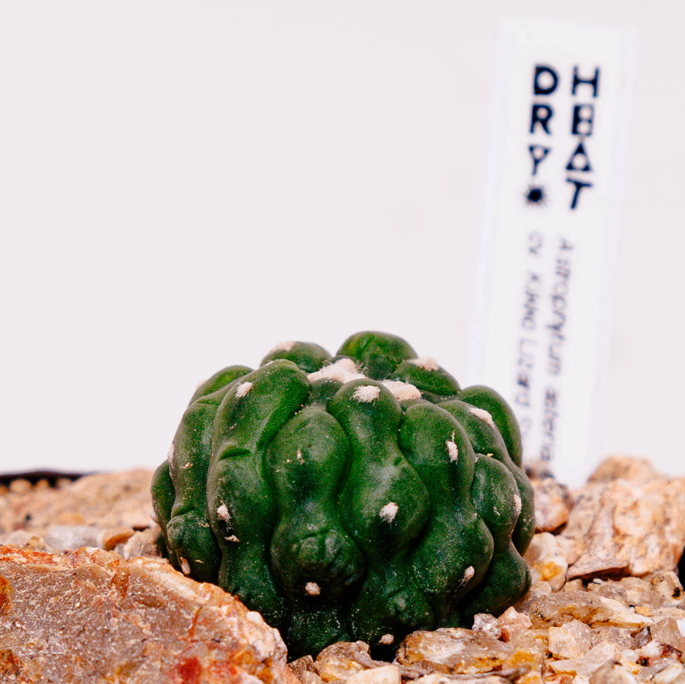 Astrophytum asterias cv. Kikko Lizard Skin