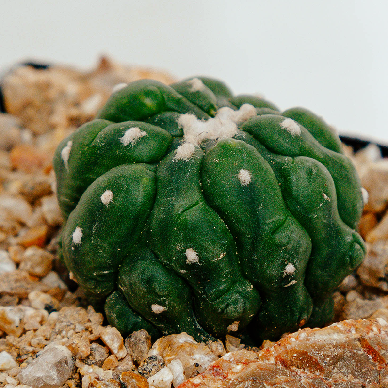 Astrophytum asterias cv. Kikko Lizard Skin