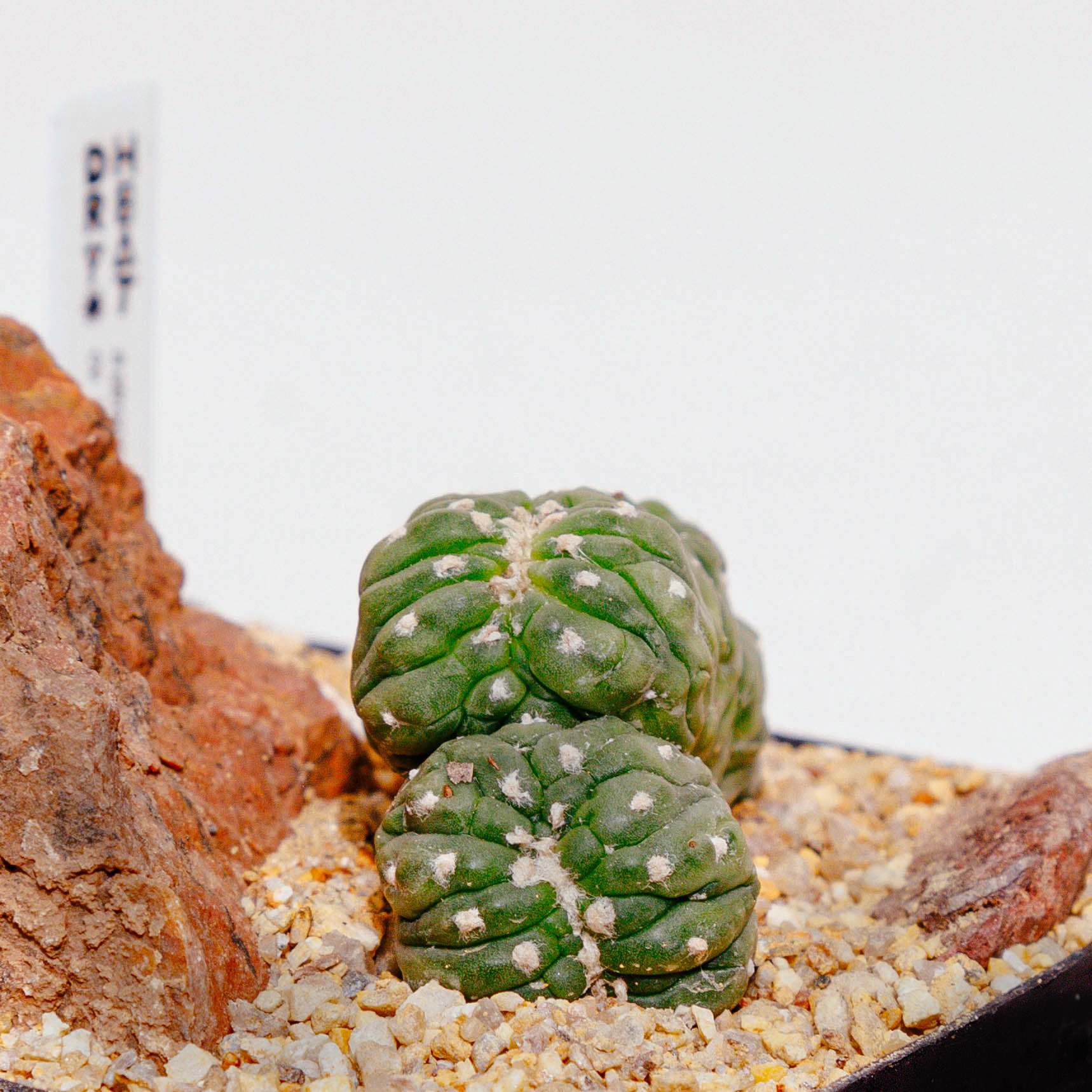 Astrophytum asterias cv. Kikko f. cristata