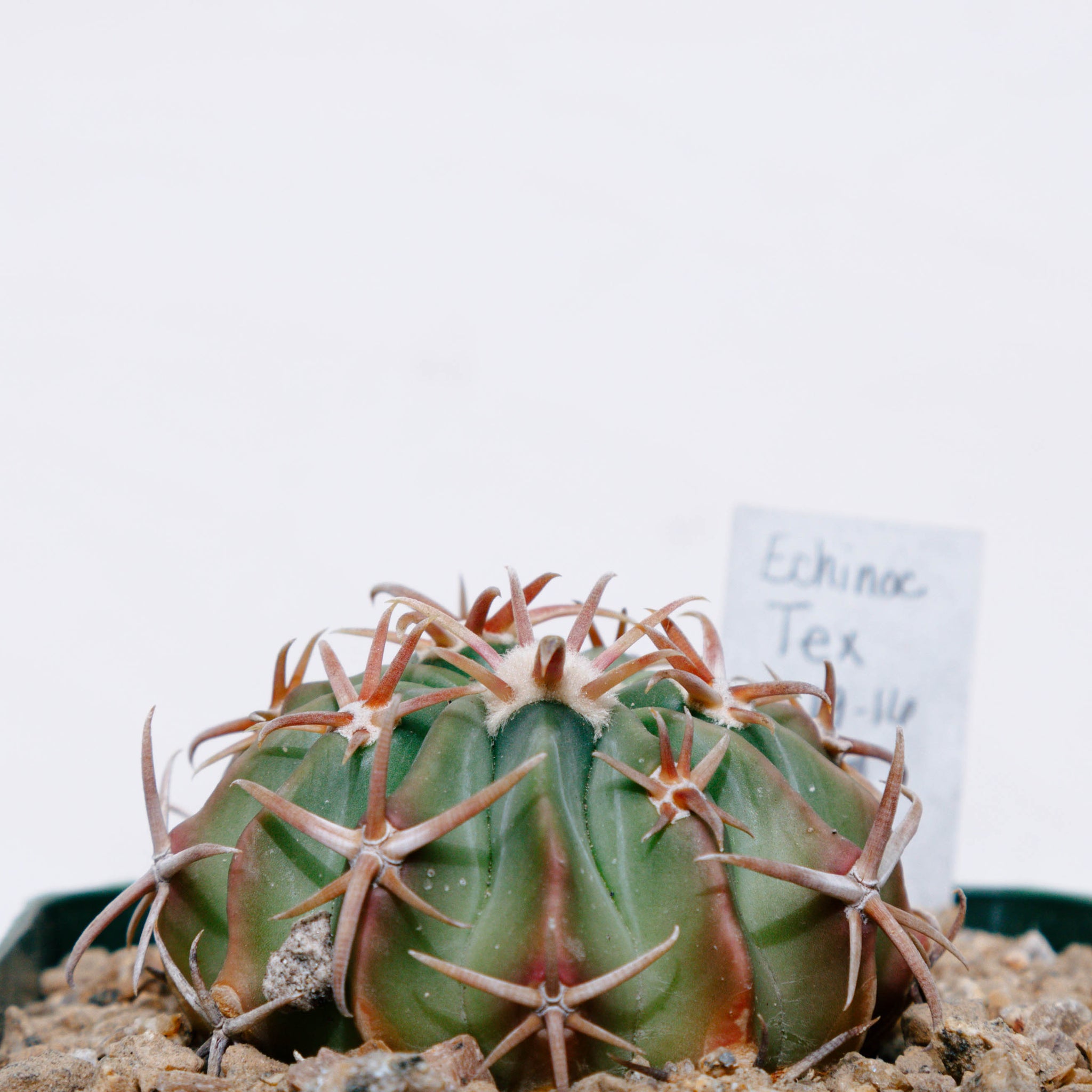 Echinocactus texensis