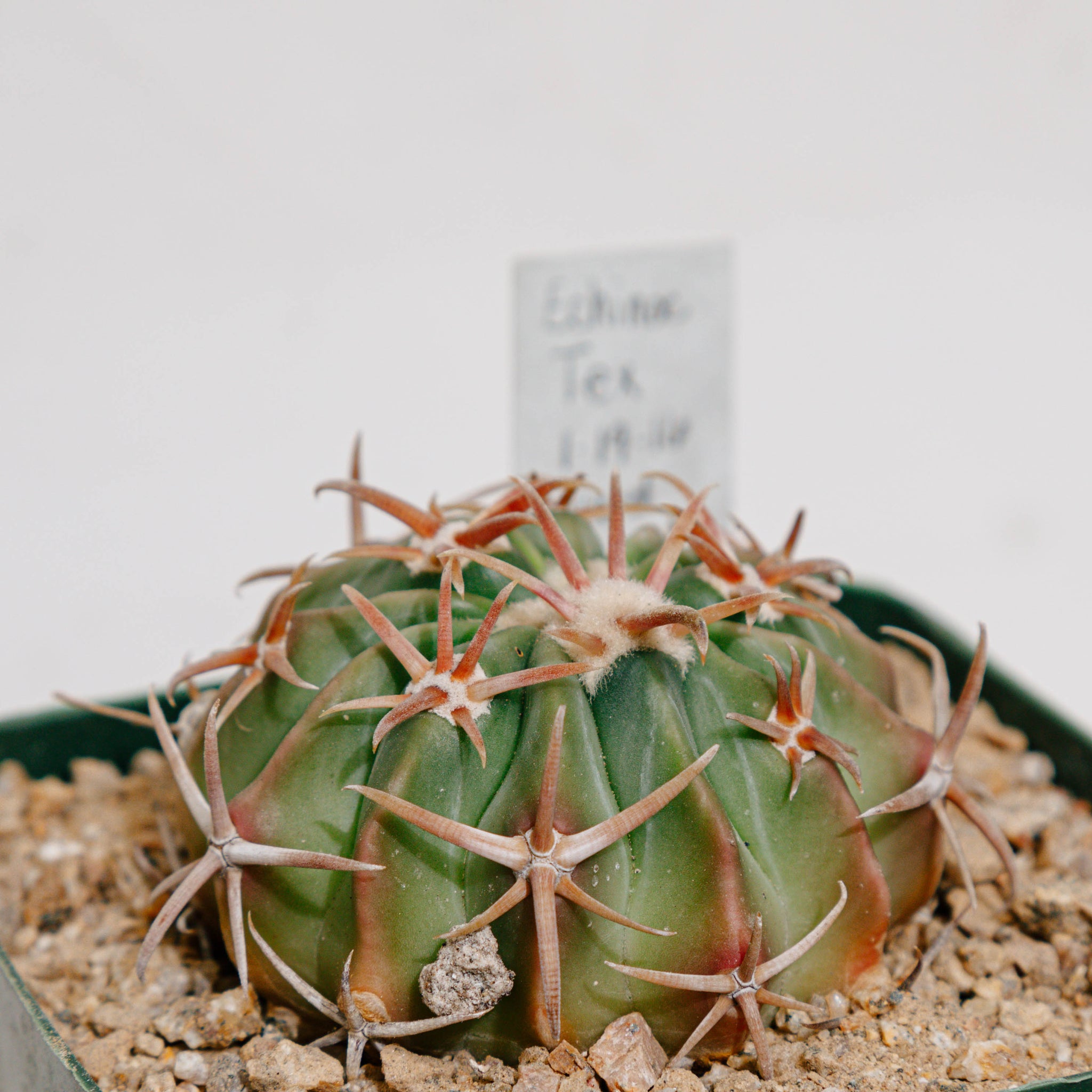 Echinocactus texensis