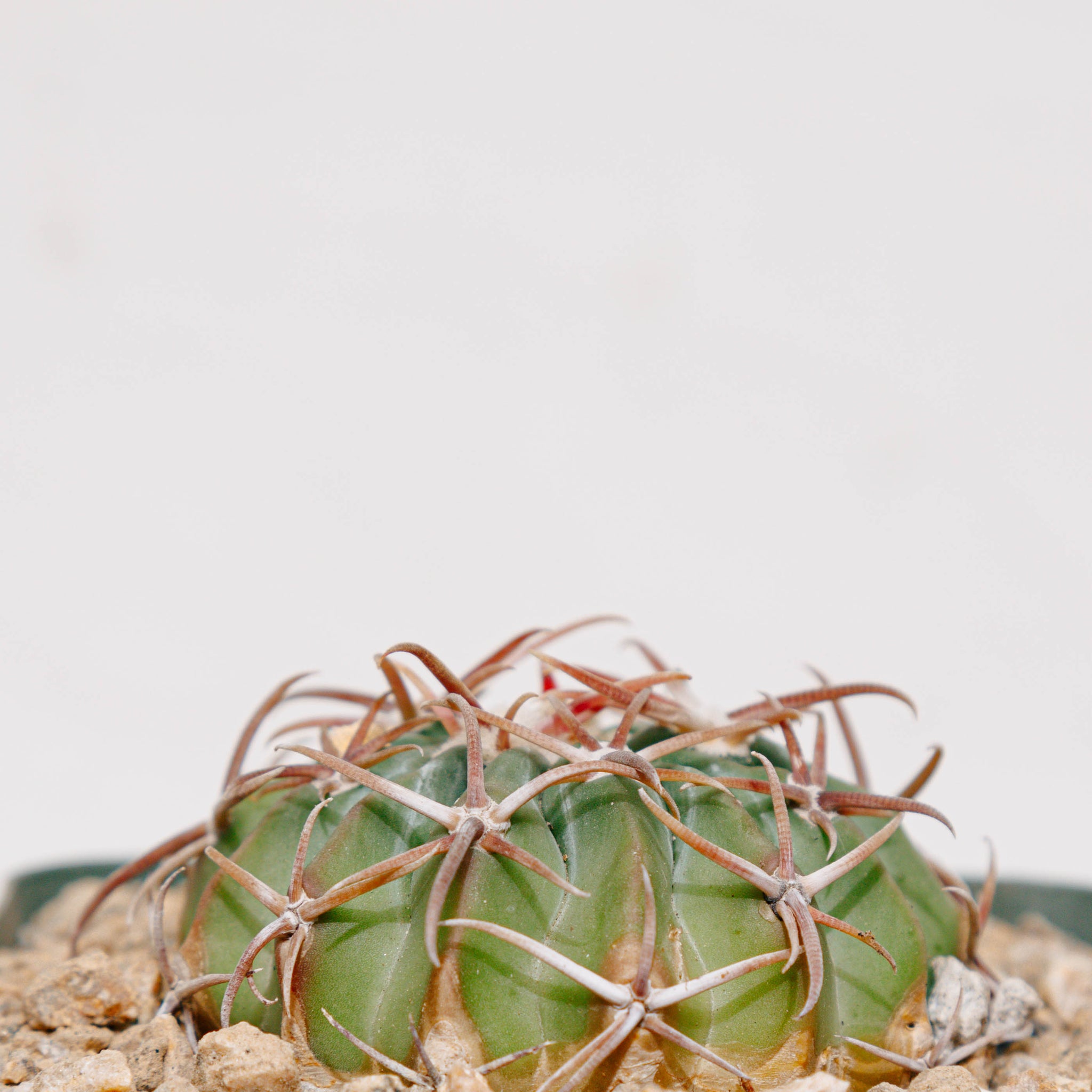 Echinocactus texensis