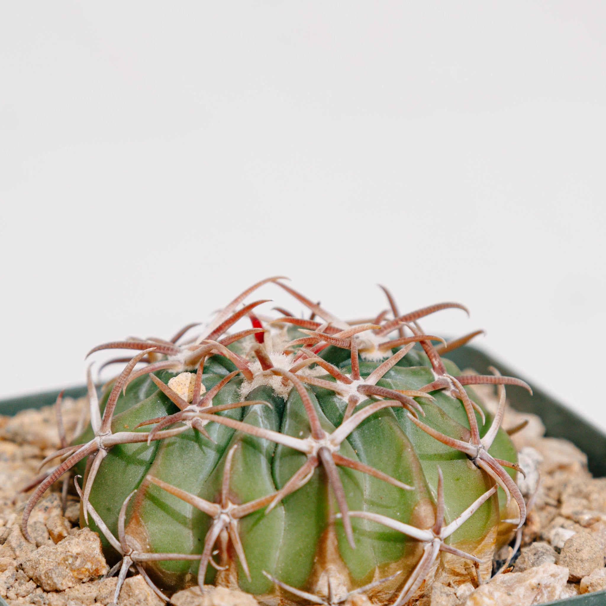 Echinocactus texensis