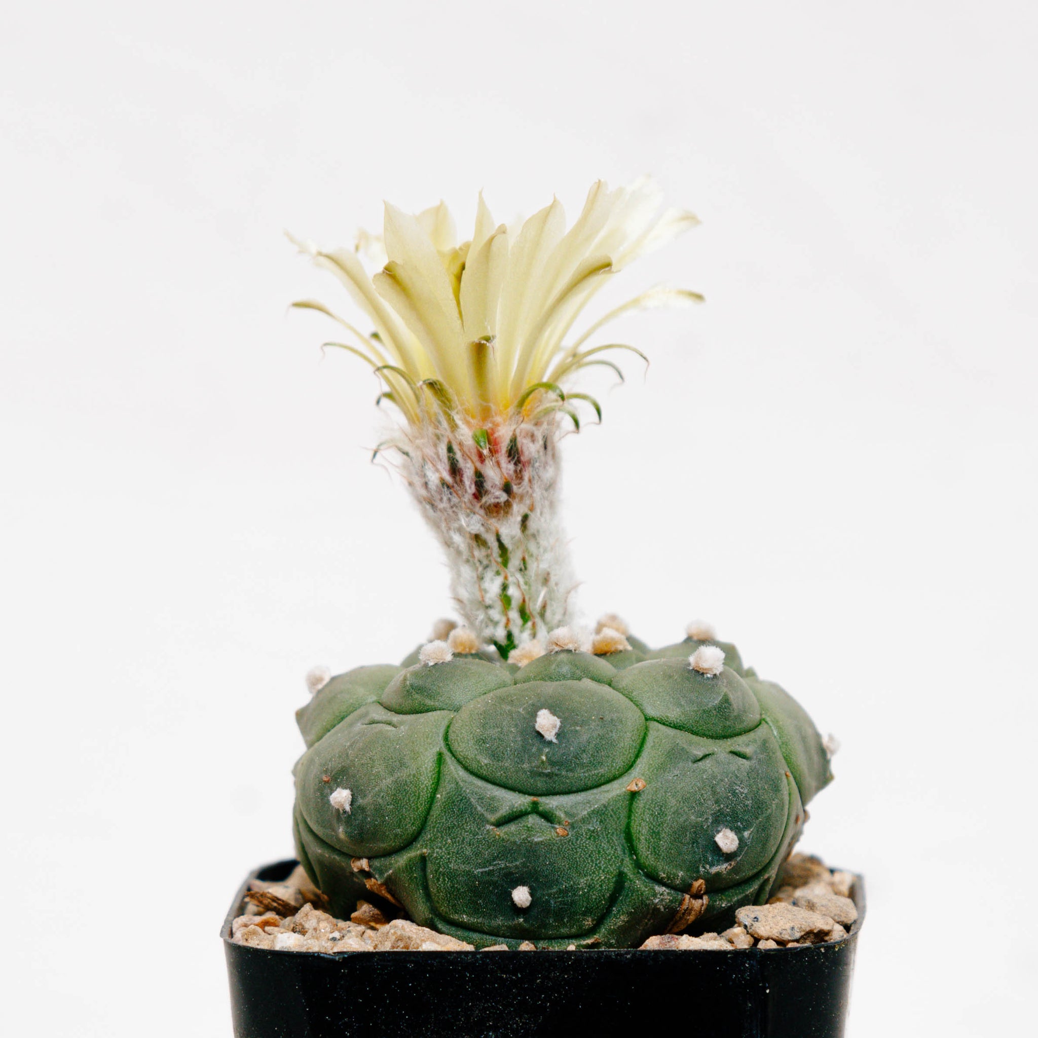 Astrophytum asterias cv. Kikko