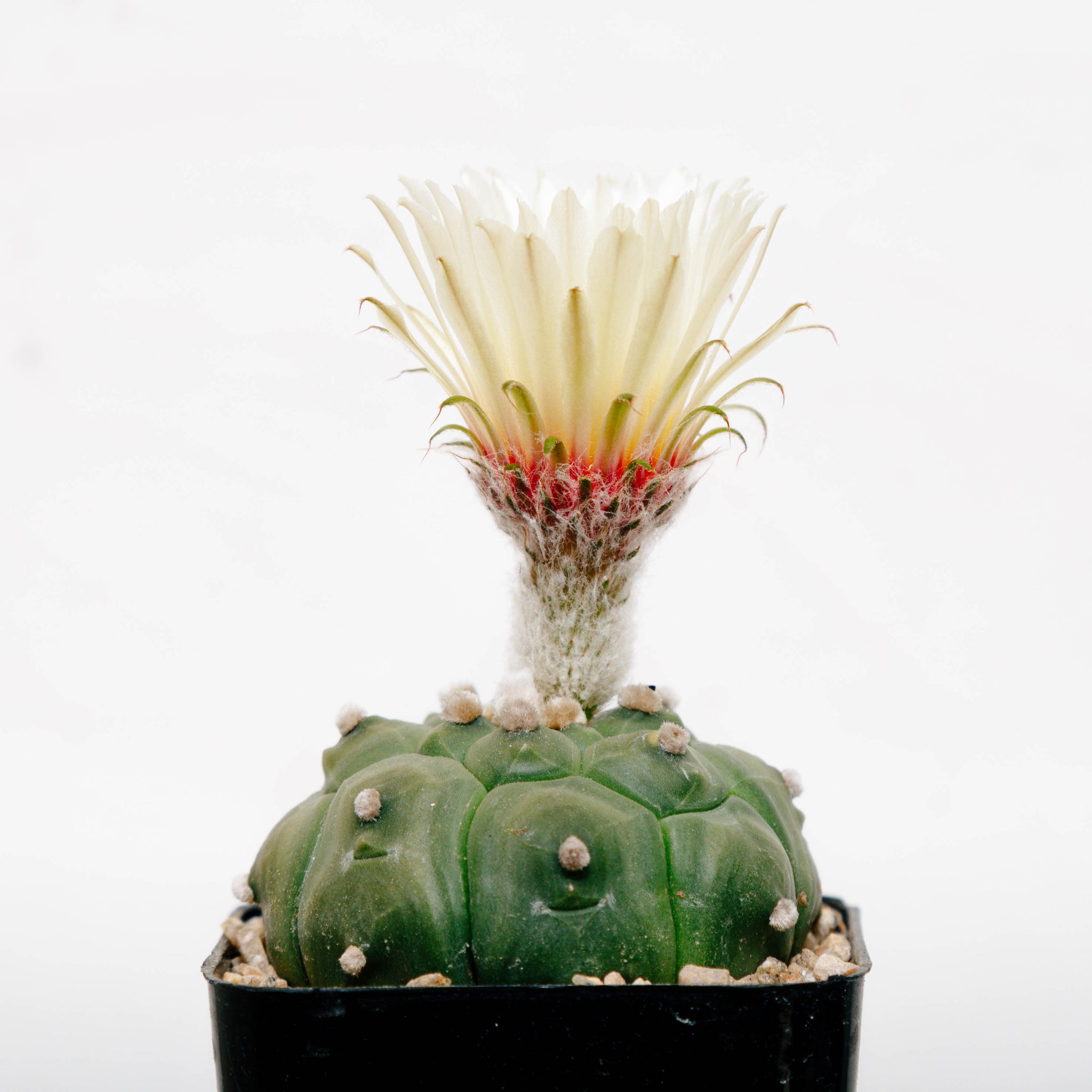 Astrophytum asterias cv. Kikko