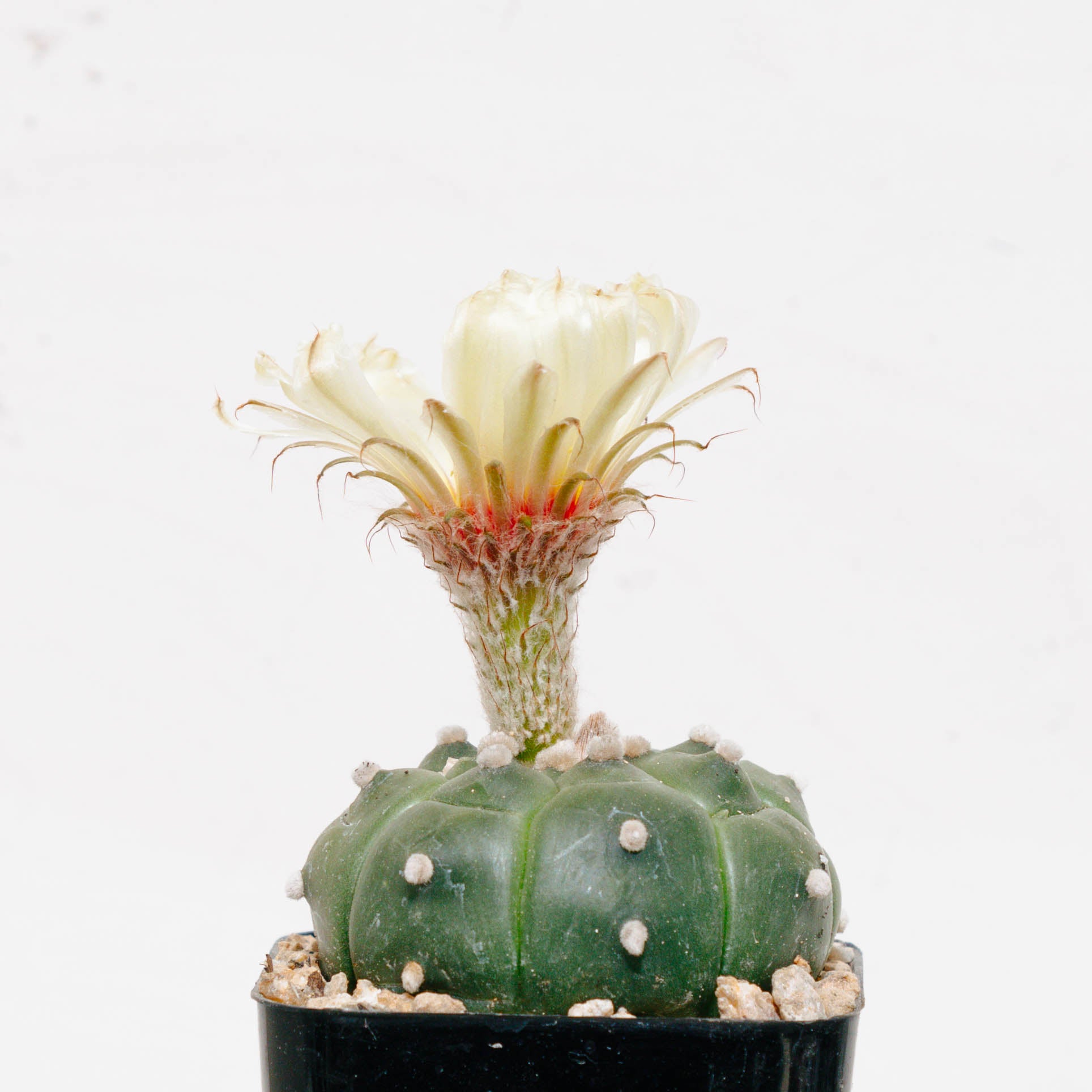 Astrophytum asterias cv. Kikko