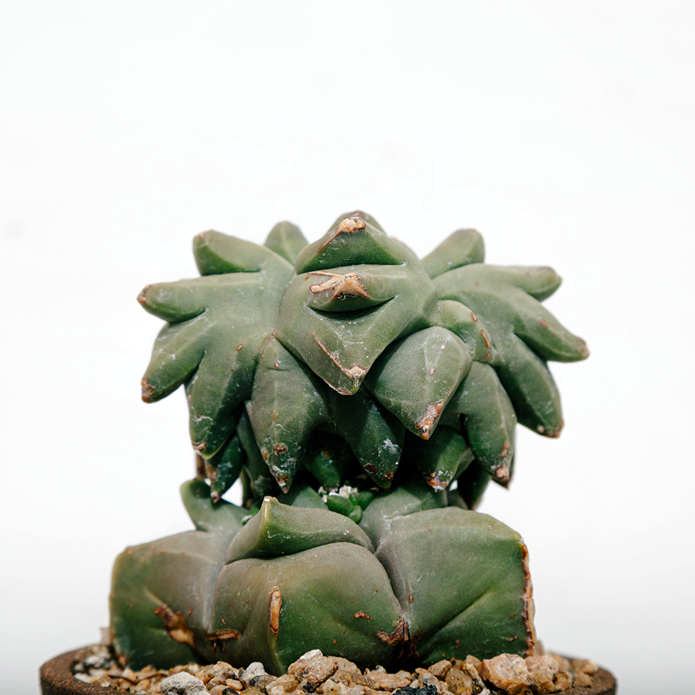 Astrophytum myriostigma cv. Kikko Monstrose / Crest (?)  DRY HEAT WORLD