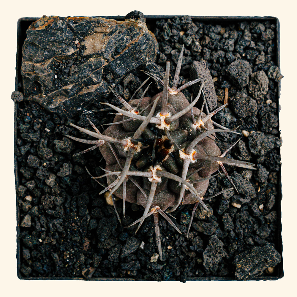 Gymnocalycium mazanense CV Morikane Matenryu