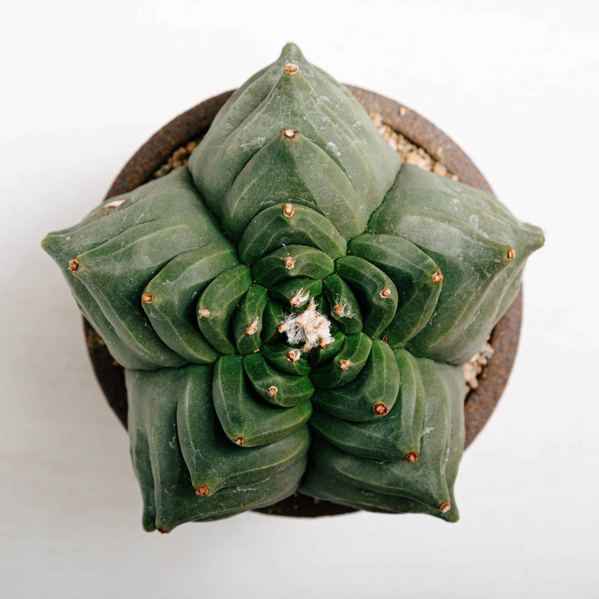 Astrophytum myriostigma cv. Kikko (BIG)