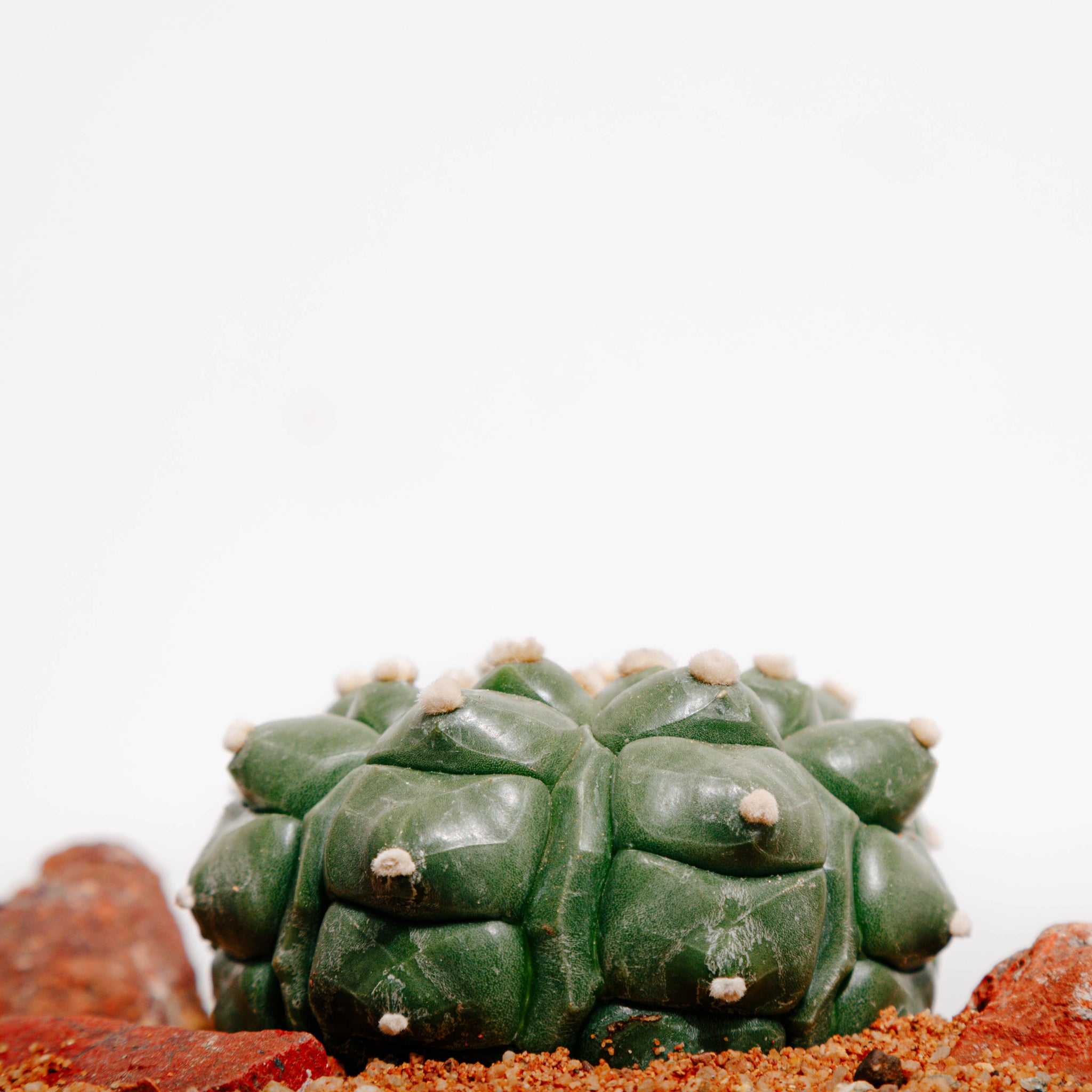 Astrophytum asterias cv. Kikko (BIG)