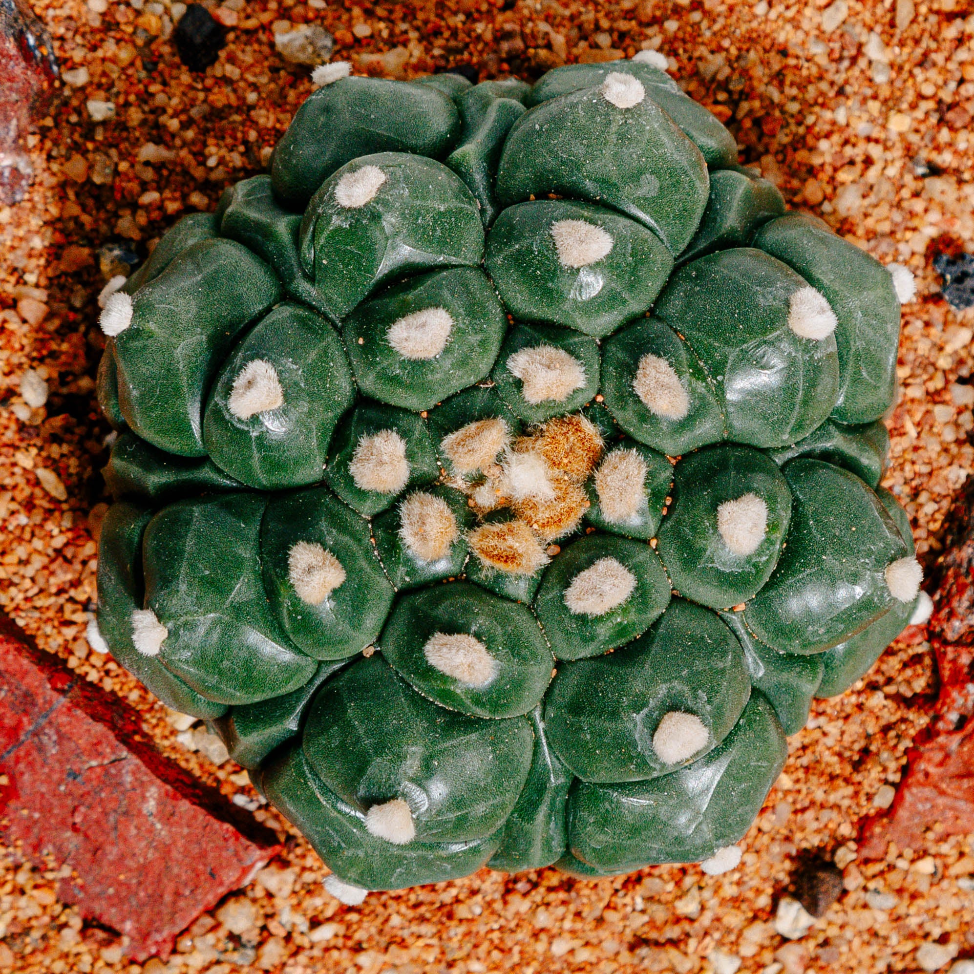 Astrophytum asterias cv. Kikko (BIG)