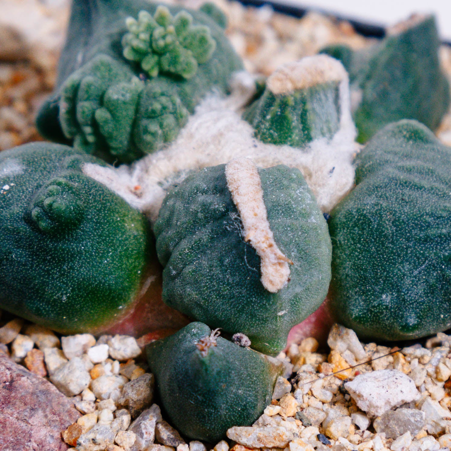 Ariocarpus retusus cv. Maruibo Cauliflower