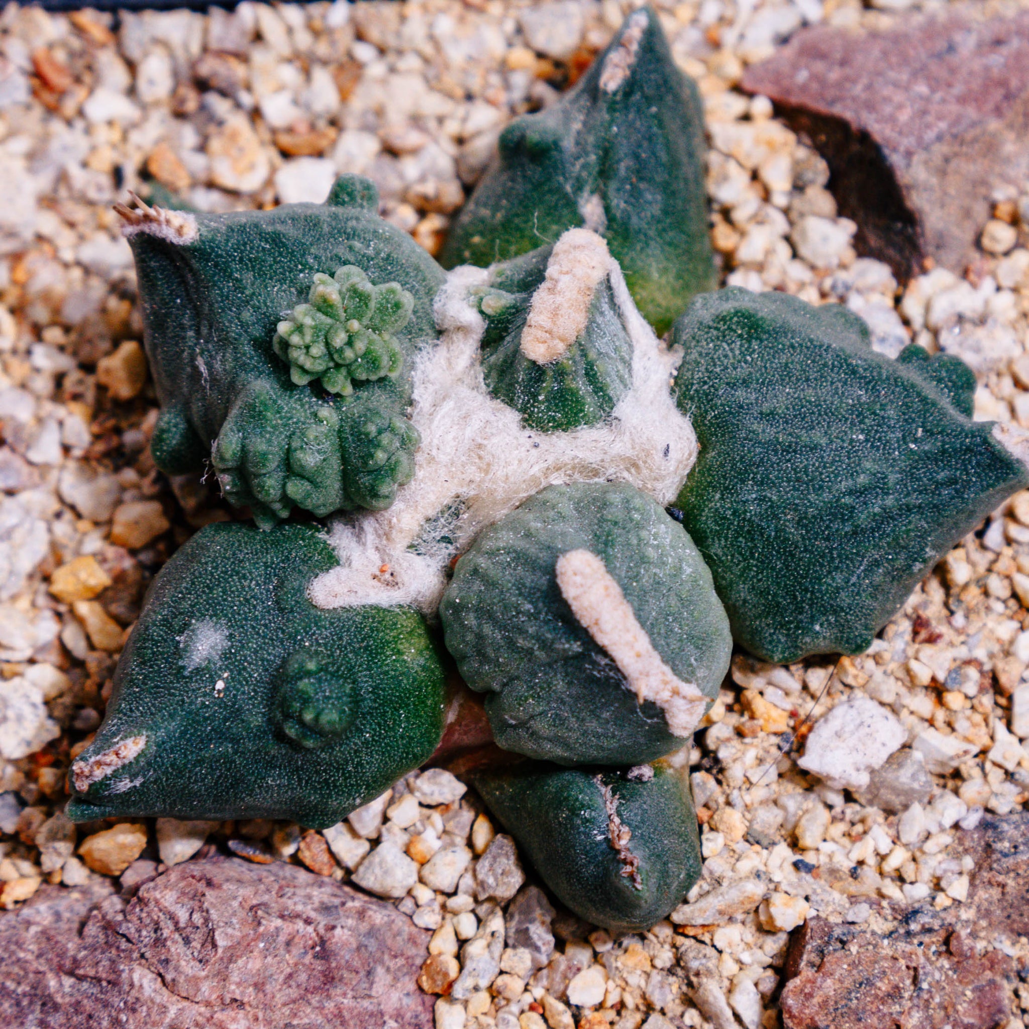 Ariocarpus retusus cv. Maruibo Cauliflower