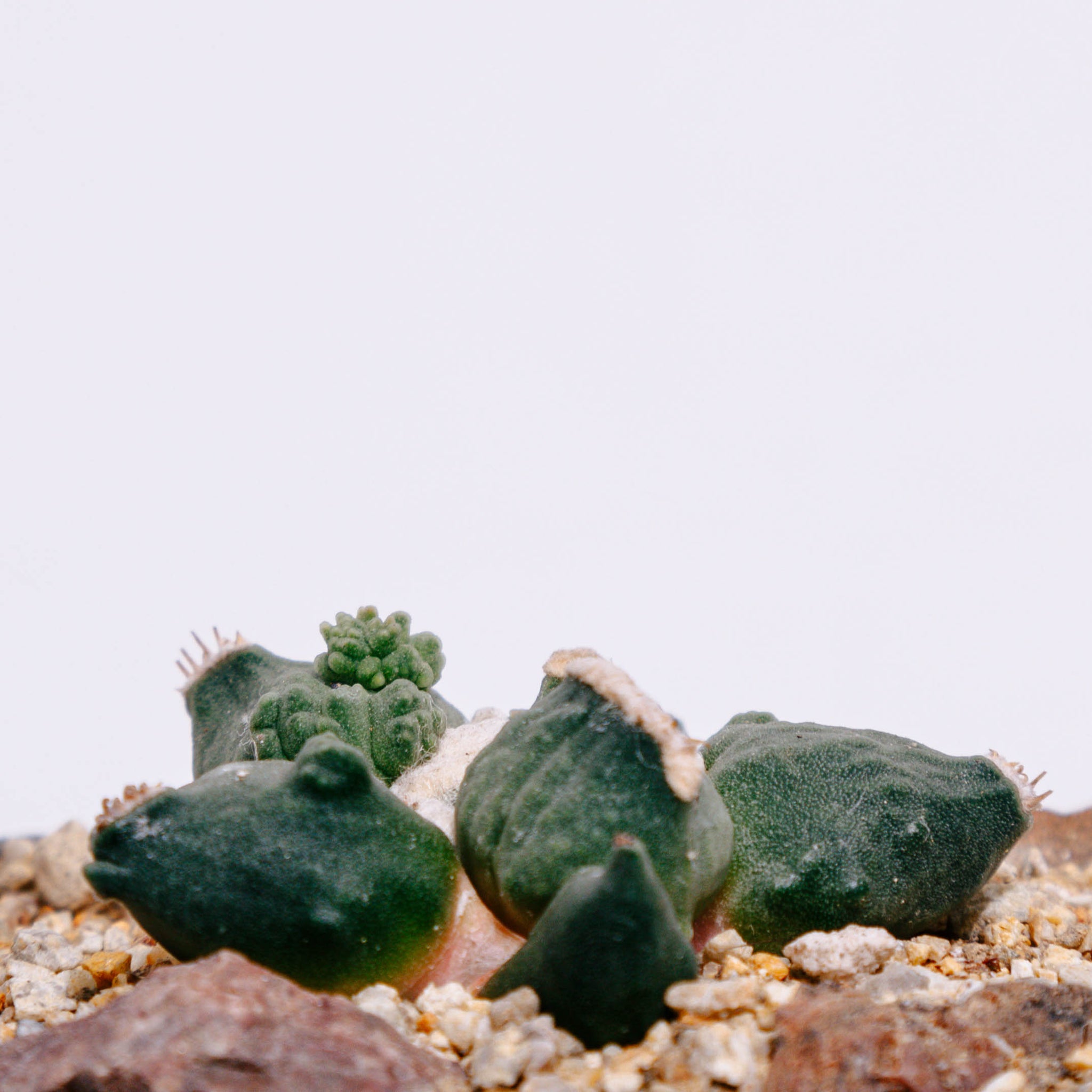 Ariocarpus retusus cv. Maruibo Cauliflower