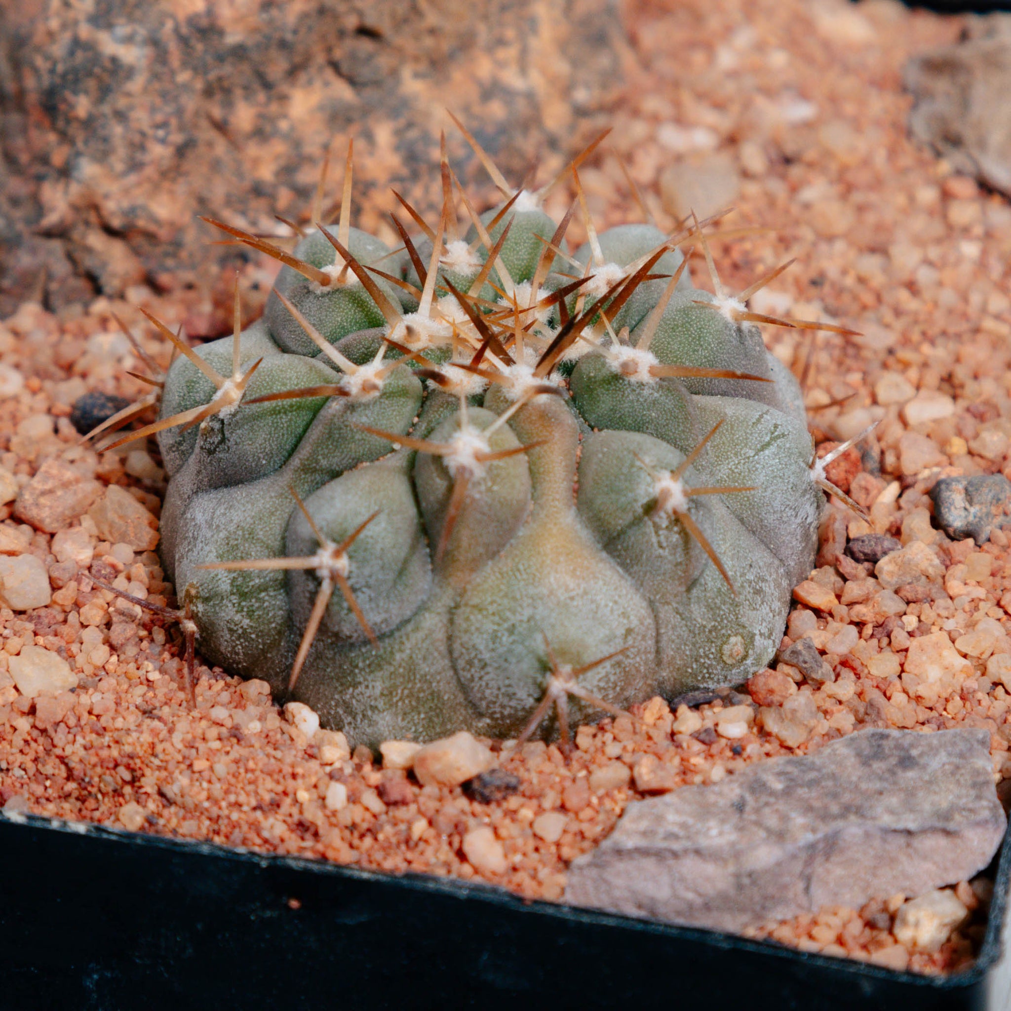 Copiapoa columna-alba f. variegated (?)