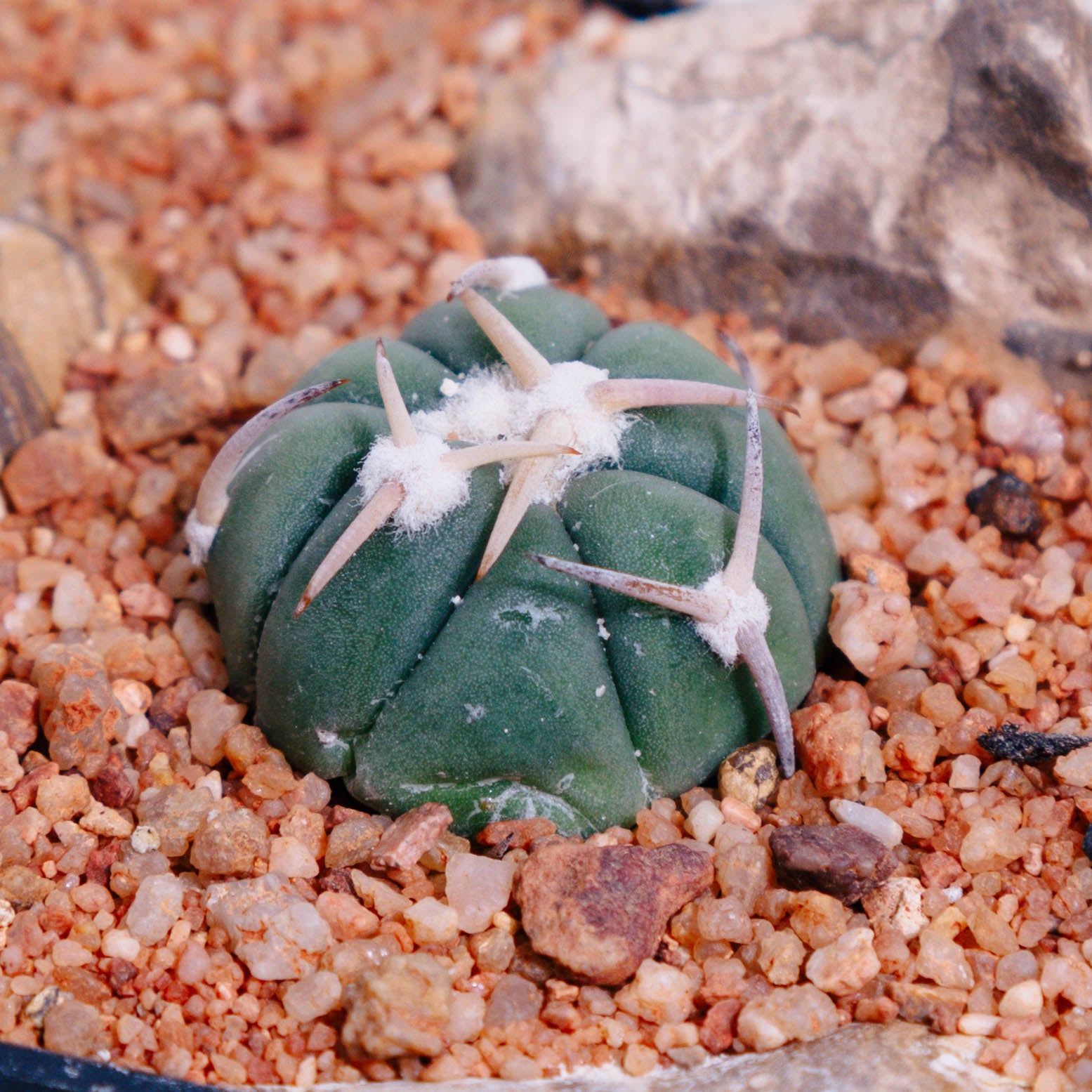 Echinocactus horizonthalonius cv. Sirotoge Suiheimaru (Short Spines)