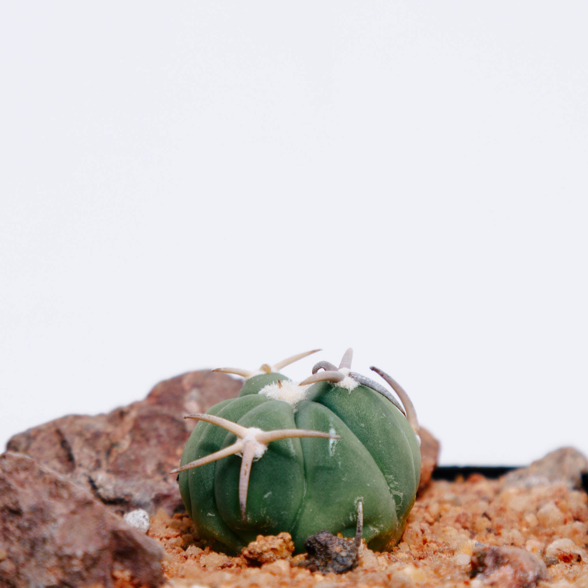 Echinocactus horizonthalonius cv. Sirotoge Suiheimaru (Short Spines)