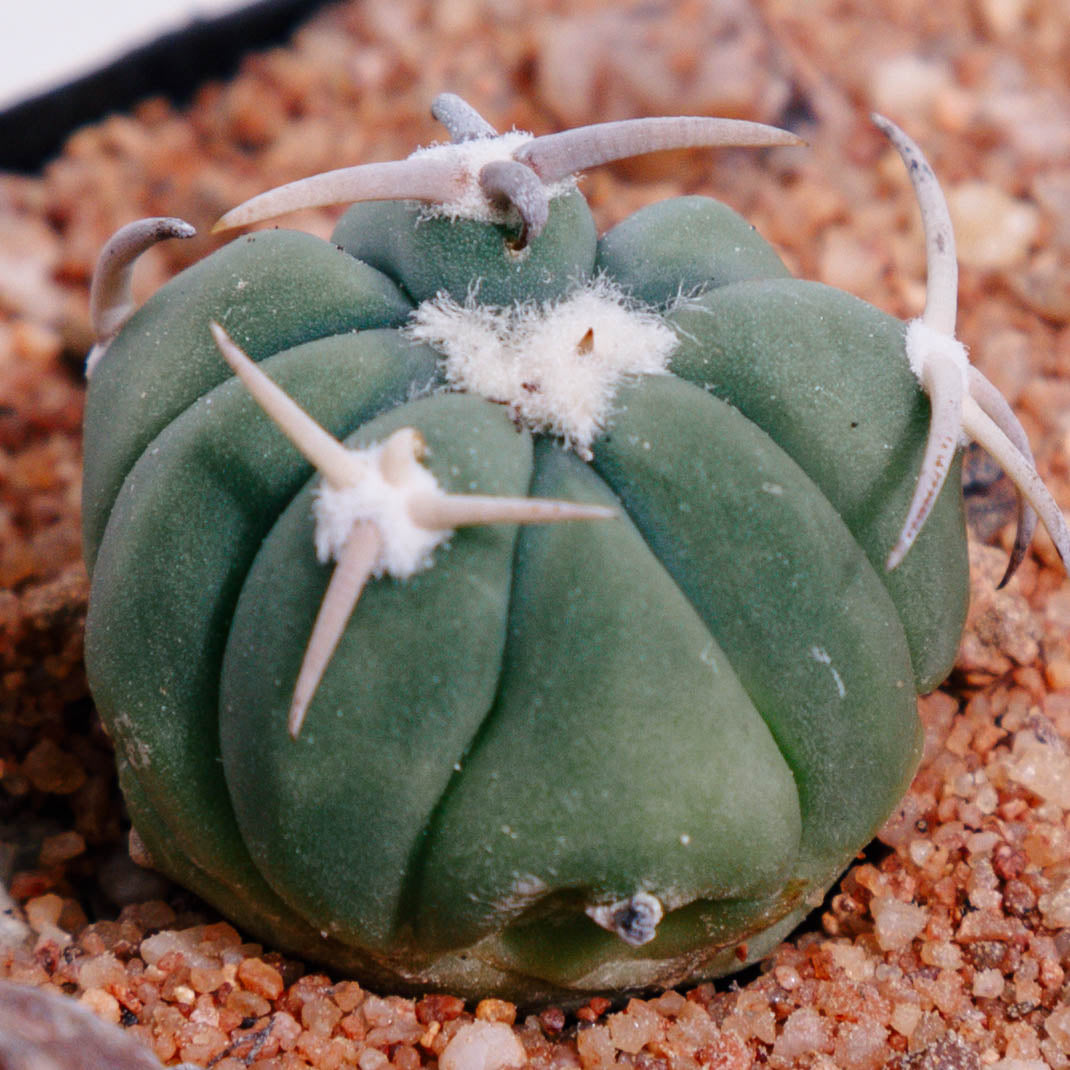 Echinocactus horizonthalonius cv. Sirotoge Suiheimaru (Short Spines)