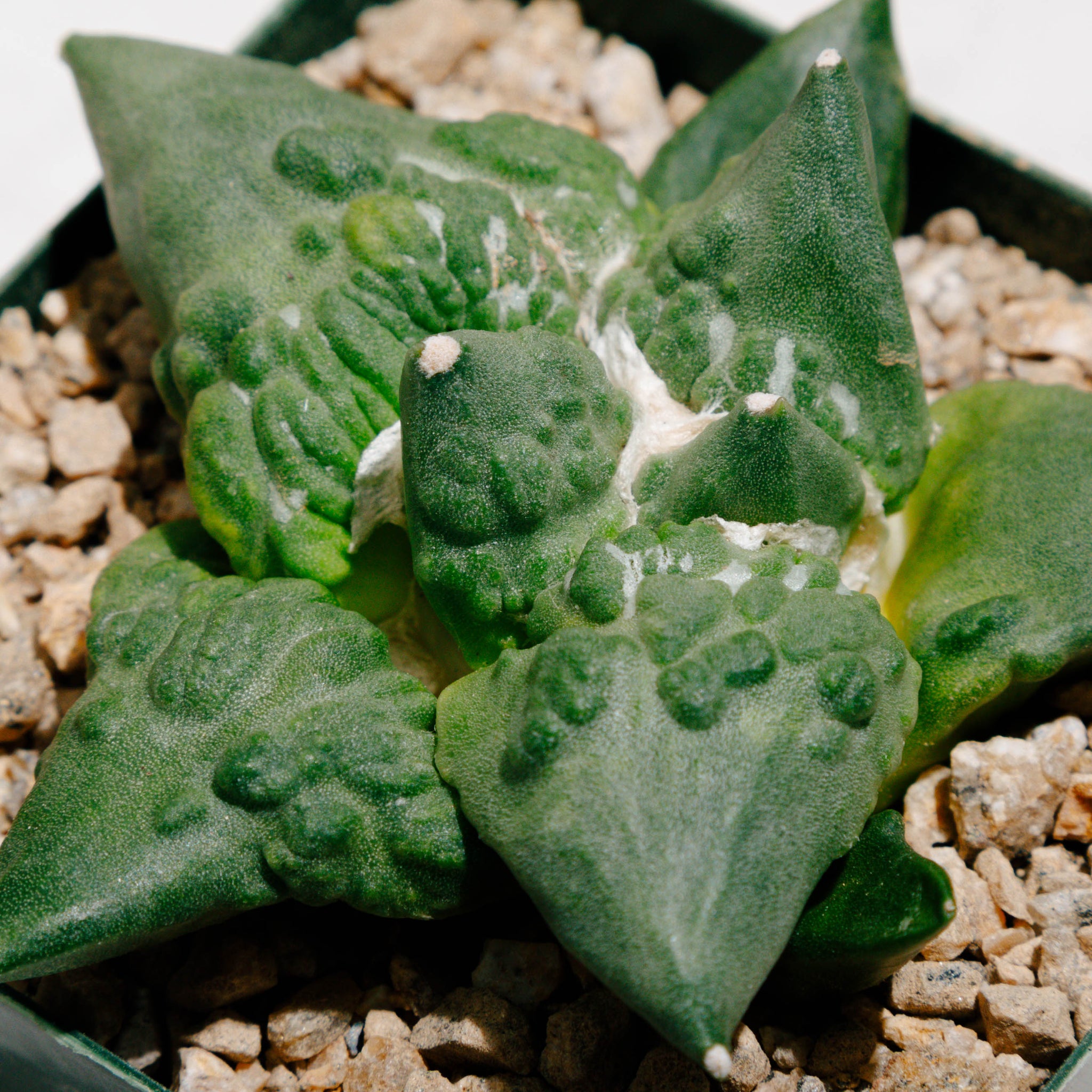 Ariocarpus retusus cv. Maruibo Cauliflower