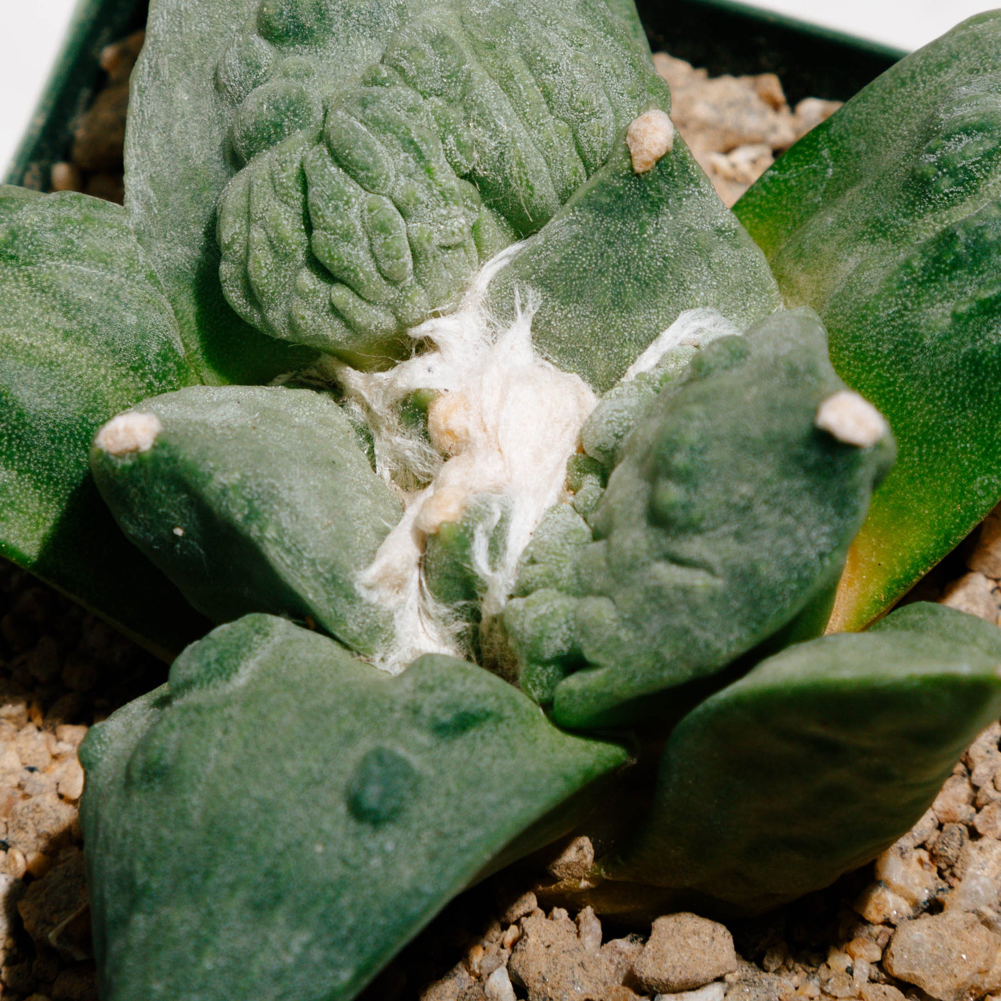 Ariocarpus CV. Cauliflower