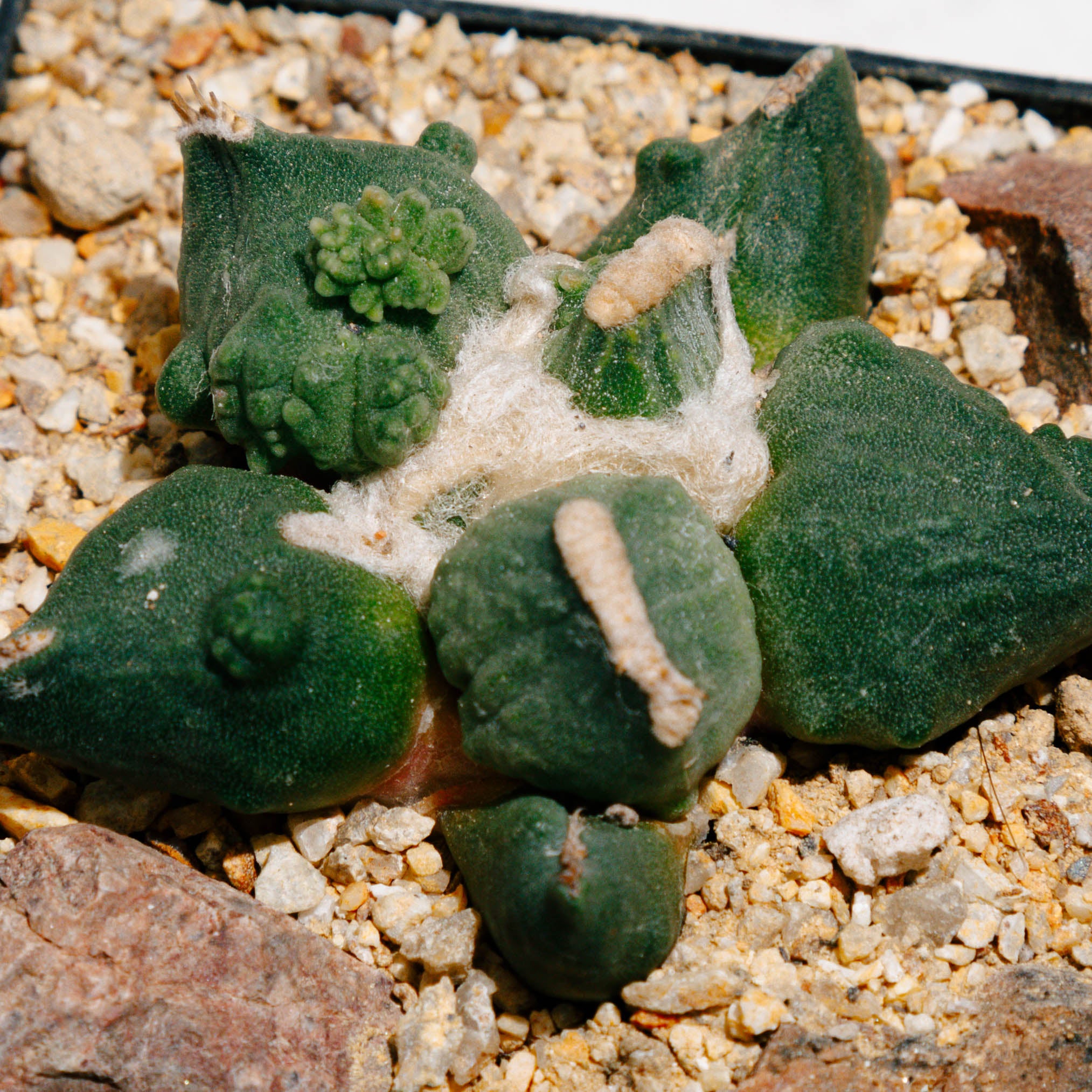 Ariocarpus retusus cv. Maruibo Cauliflower