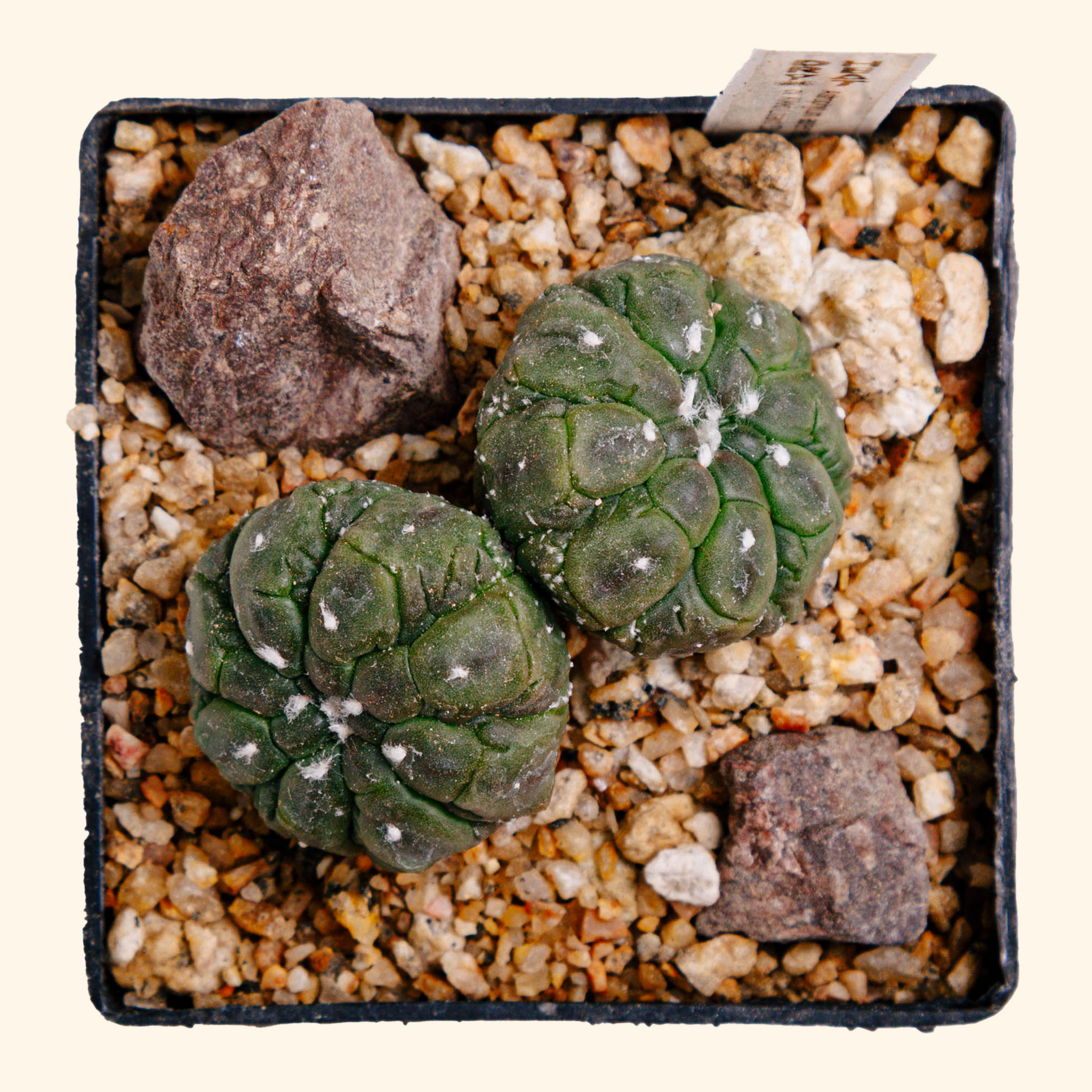 Astrophytum asterias cv. Kikko Lizard Skin (dichotomized)