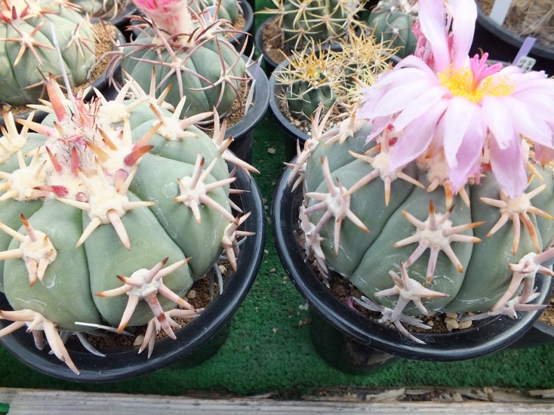 Echinocactus horizonthalonius cv. Sirotoge Suiheimaru (Short Spines)