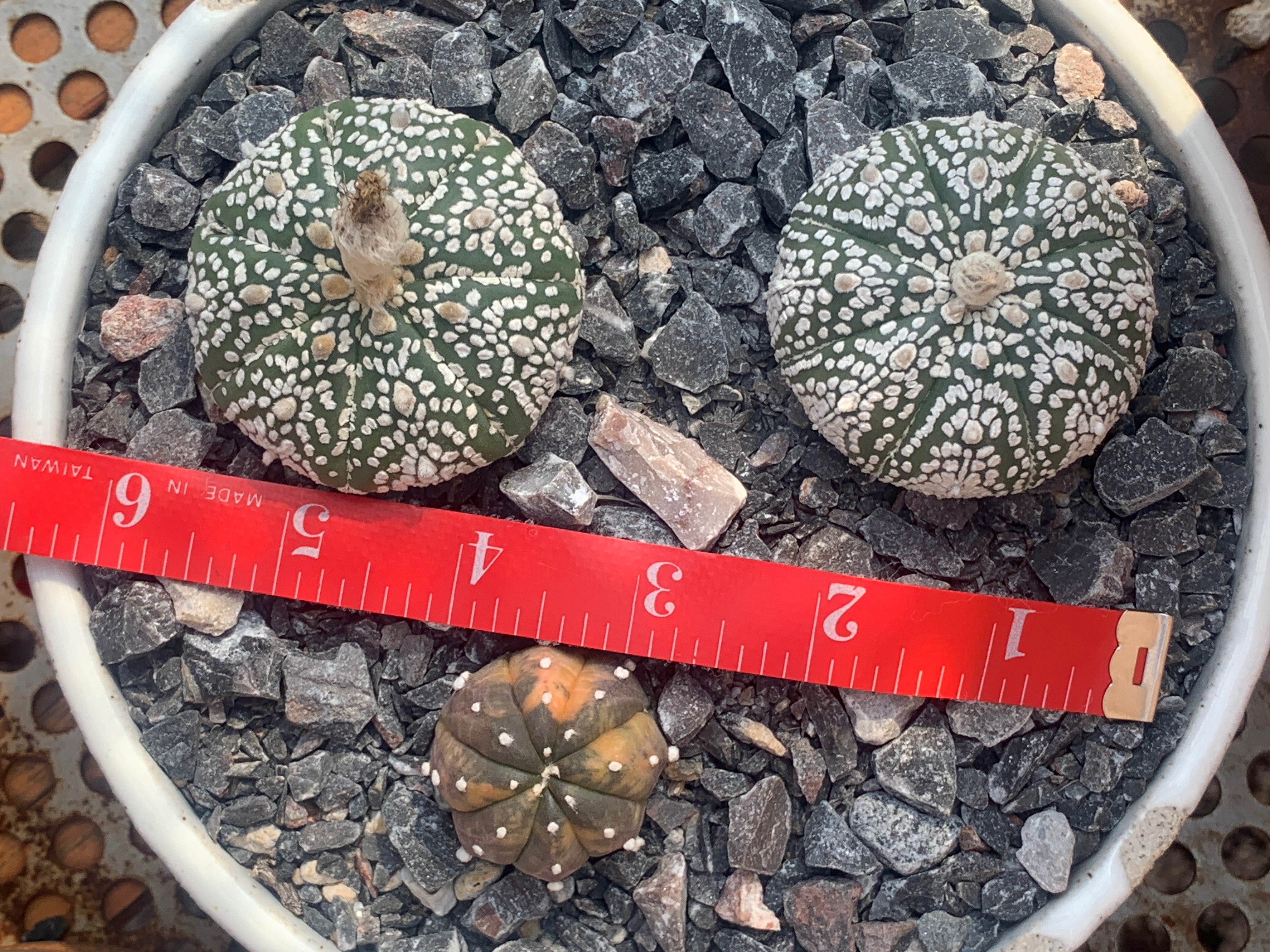 astrophytum asterias cv superkabuto Astrophytum asterias cv. Super Kabuto f. variegata – DRY HEAT WORLD